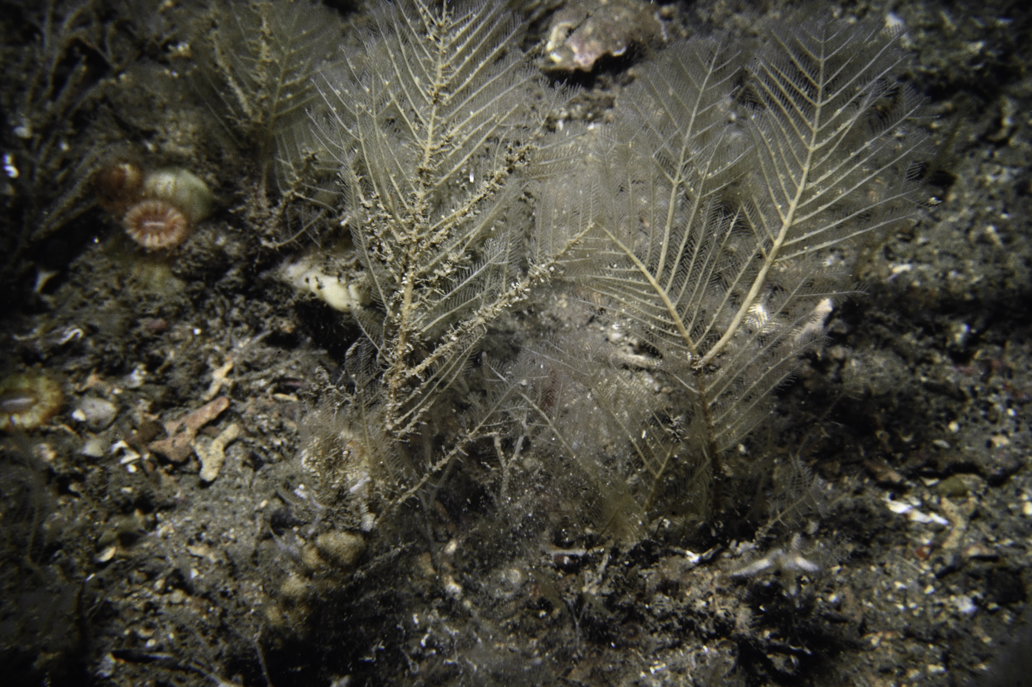 Polyplumaria flabellata. Site: Arkill Bay, Rathlin Island. 