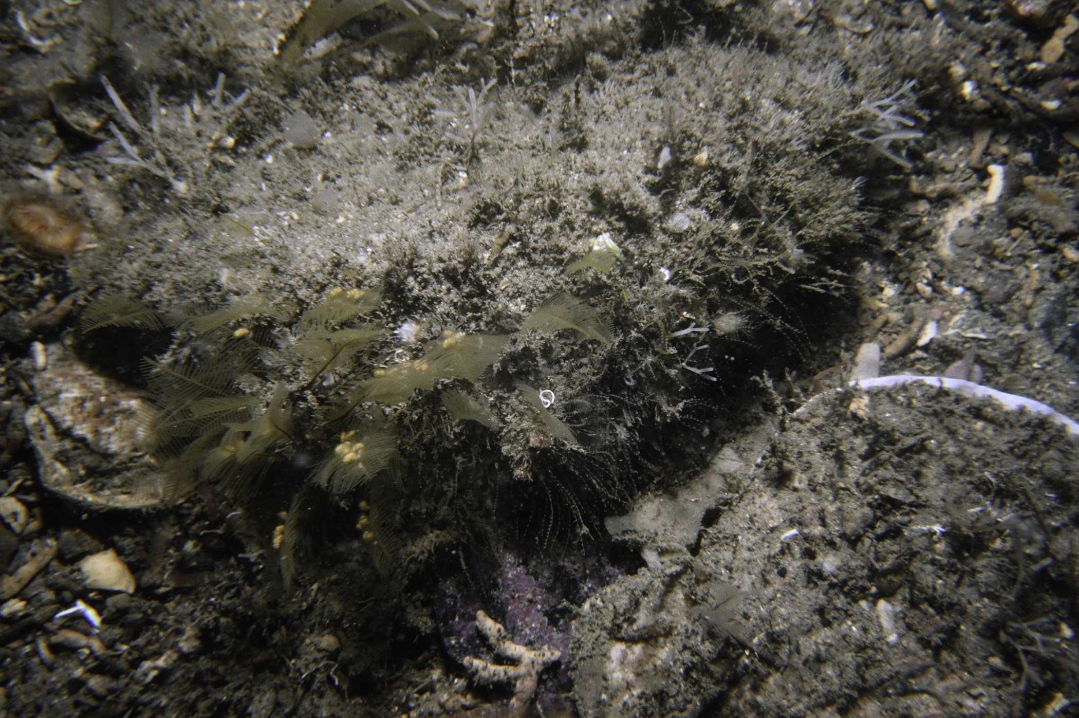 Aglaophenia tubulifera, Antennella secundaria. Site: Arkill Bay, Rathlin Island. 