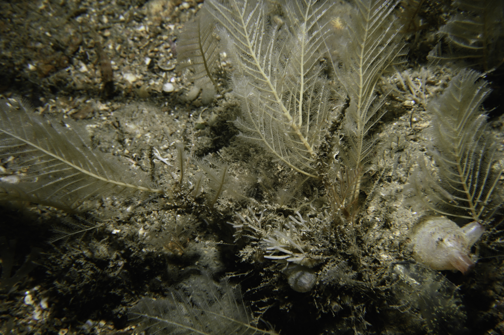 Polyplumaria flabellata, Cellaria fistulosa. Site: Arkill Bay, Rathlin Island. 