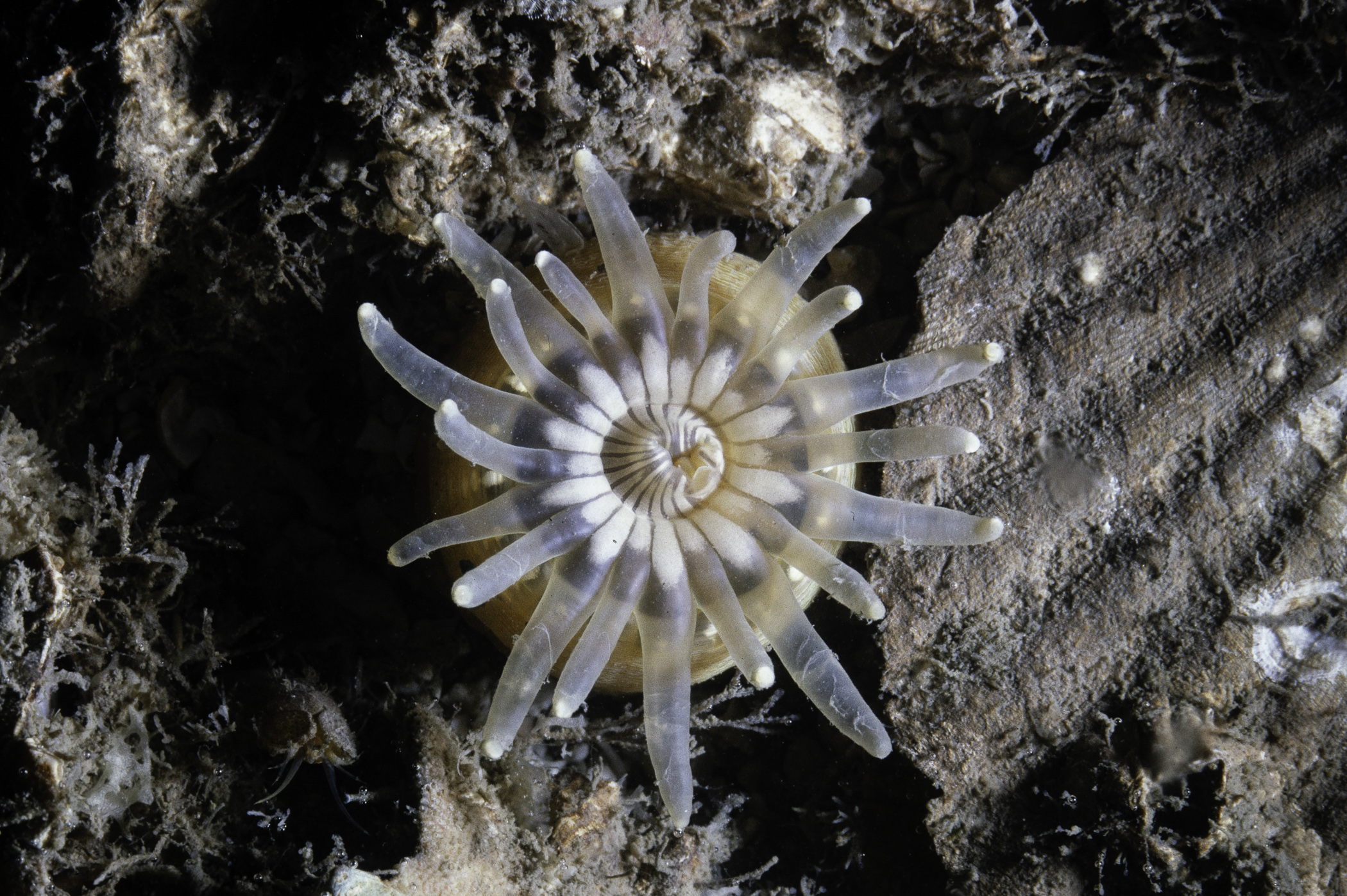 Anemonactis mazeli. Site: Bird Island Passage, Strangford Lough. 