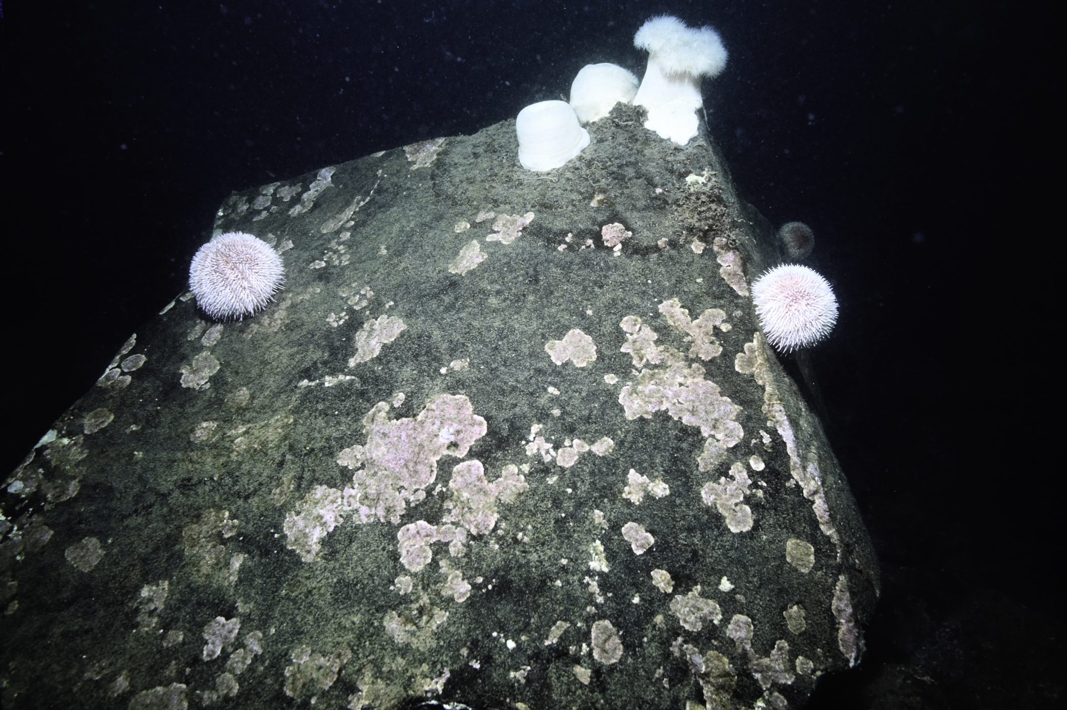 Metridium senile, Echinus esculentus. Site: W St.John's Point, Dundrum Bay. 