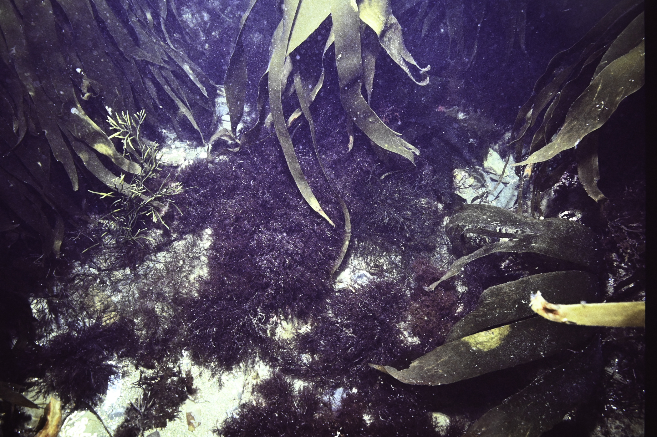 Laminaria hyperborea, Halidrys siliquosa. Site: W St.John's Point, Dundrum Bay. 