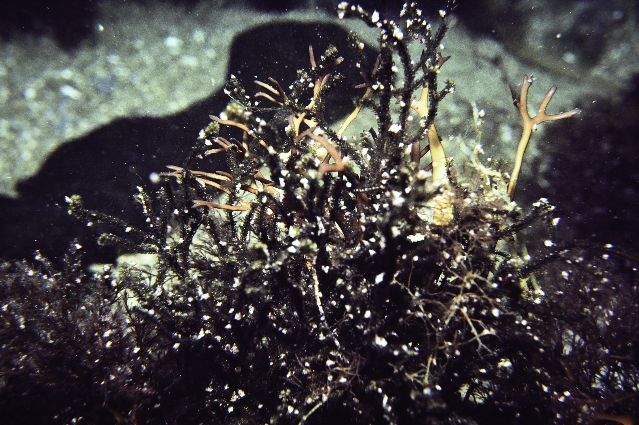 Cladostephus spongiosus, Chondrus crispus. Site: W St.John's Point, Dundrum Bay. 