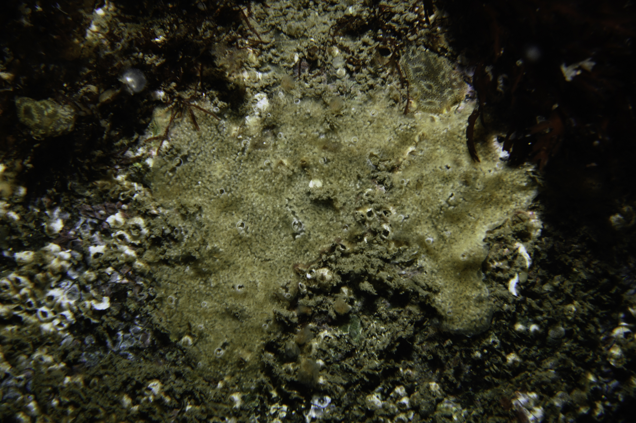 Diplosoma listerianum, Botryllus sp.. Site: W St.John's Point, Dundrum Bay. 