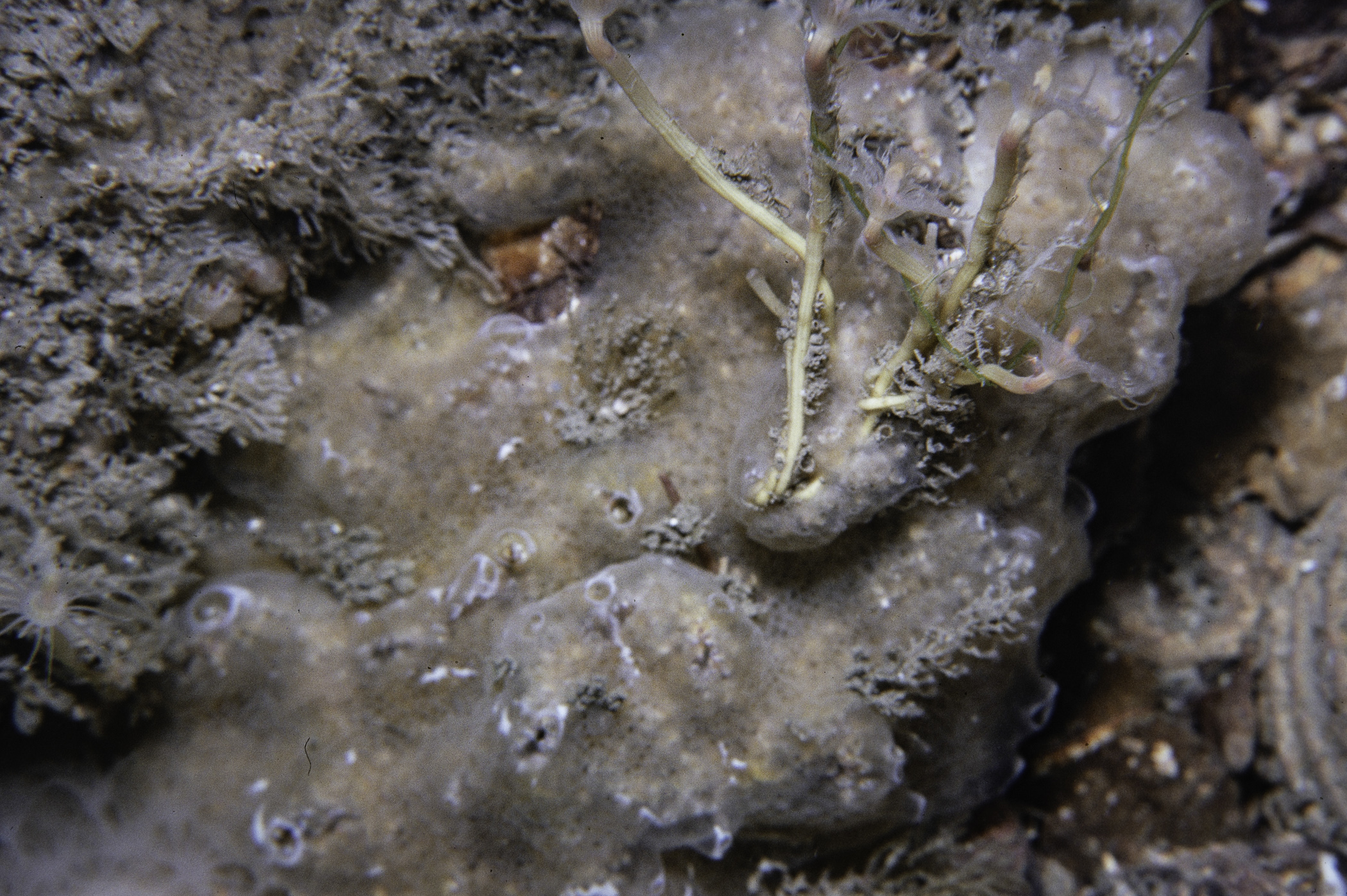 Diplosoma spongiforme. Site: E of Audley's Point, Strangford Lough. 