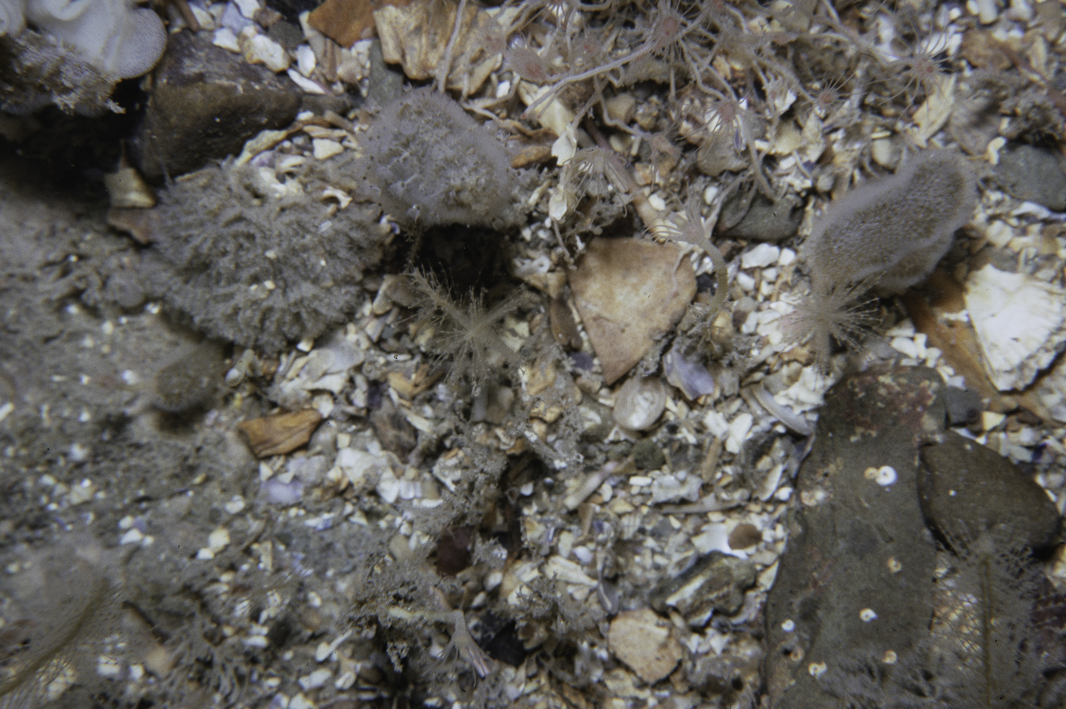 Tubularia indivisa, Bicellariella ciliata. Site: E of Audley's Point, Strangford Lough. 