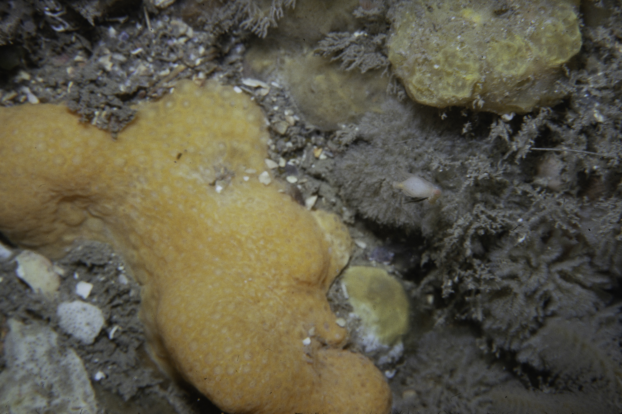 Alcyonium digitatum. Site: E of Audley's Point, Strangford Lough. 