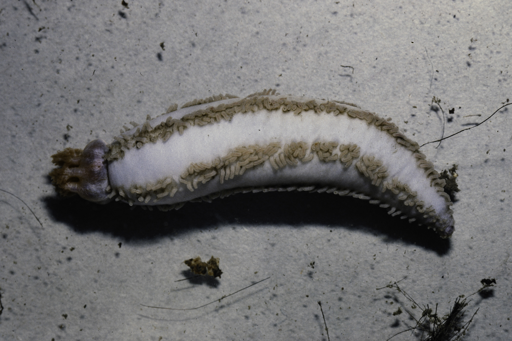 Panningia hyndmani. Site: N of Long Sheelagh, Strangford Lough. 