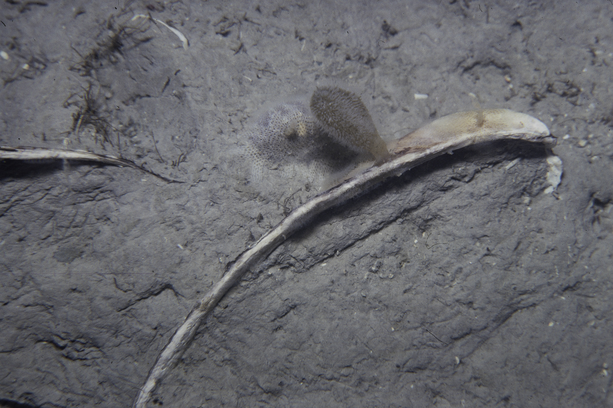 Alcyonidium diaphanum. Site: NE Entrance To Narrows, Strangford Lough. 