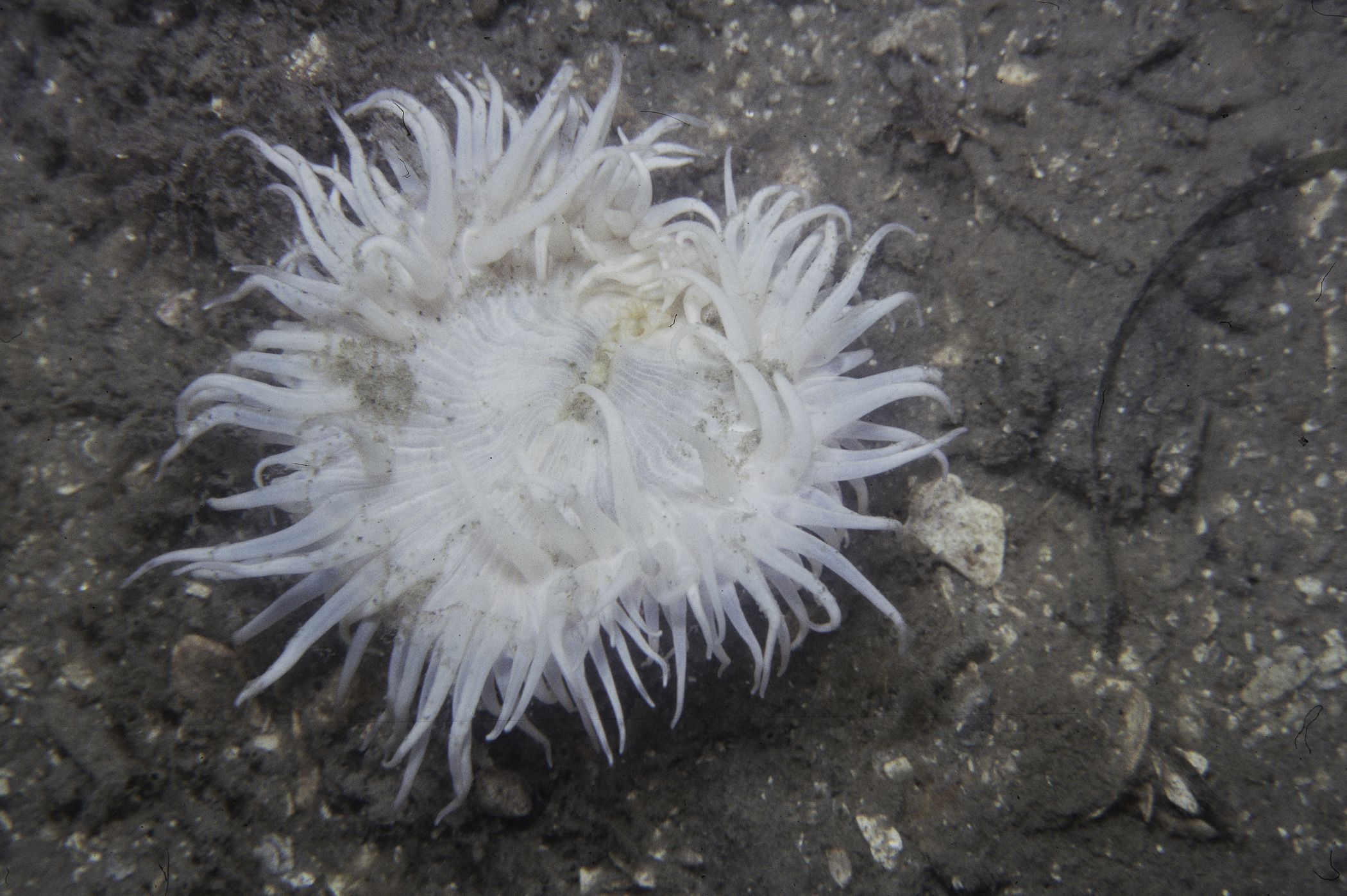 Sagartia sp.. Site: SW of Big Rocky Knowe, Strangford Lough. 