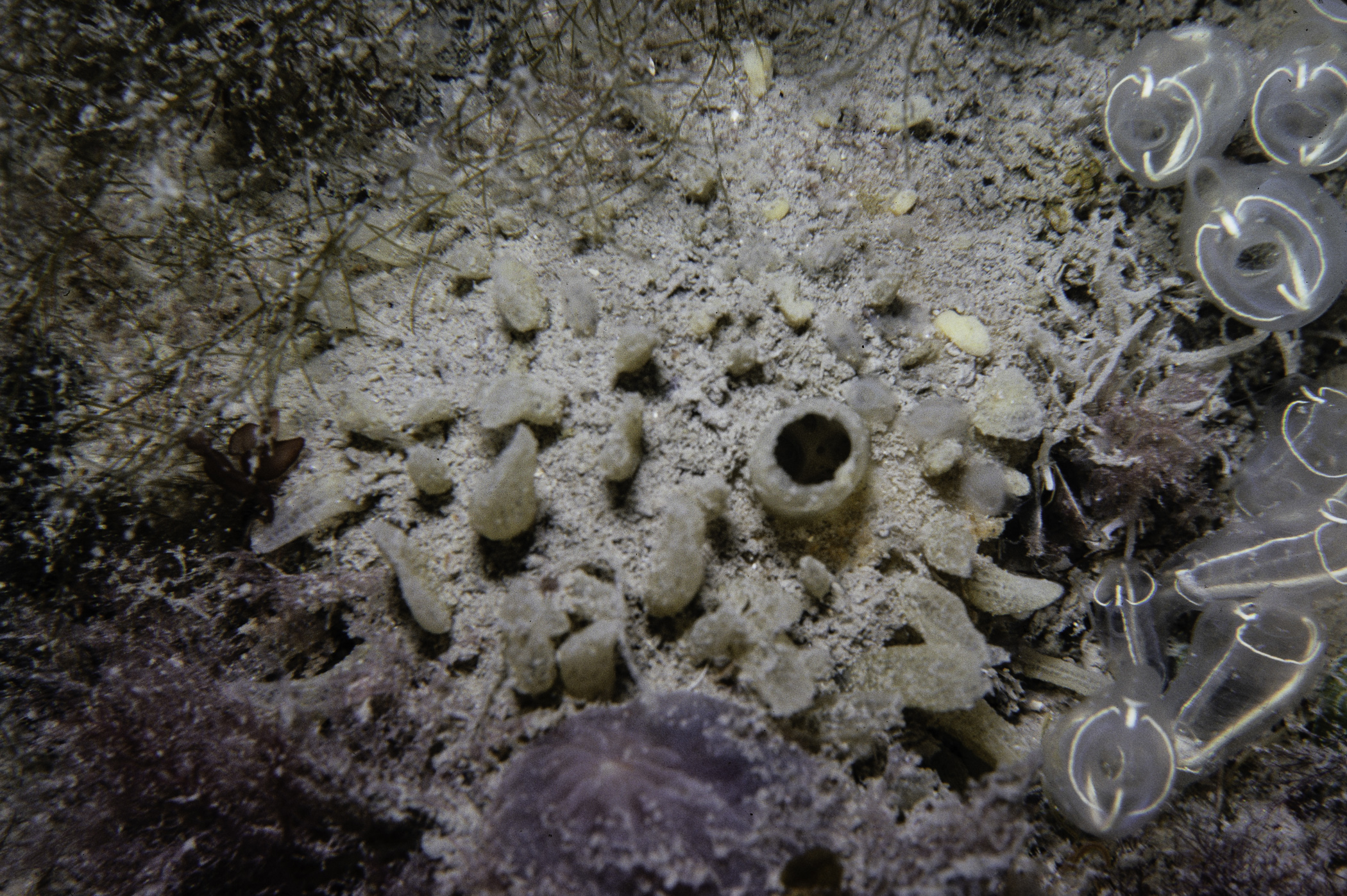 Polymastia penicillus, Clavelina lepadiformis. Site: Colin Rock, Strangford Lough. 