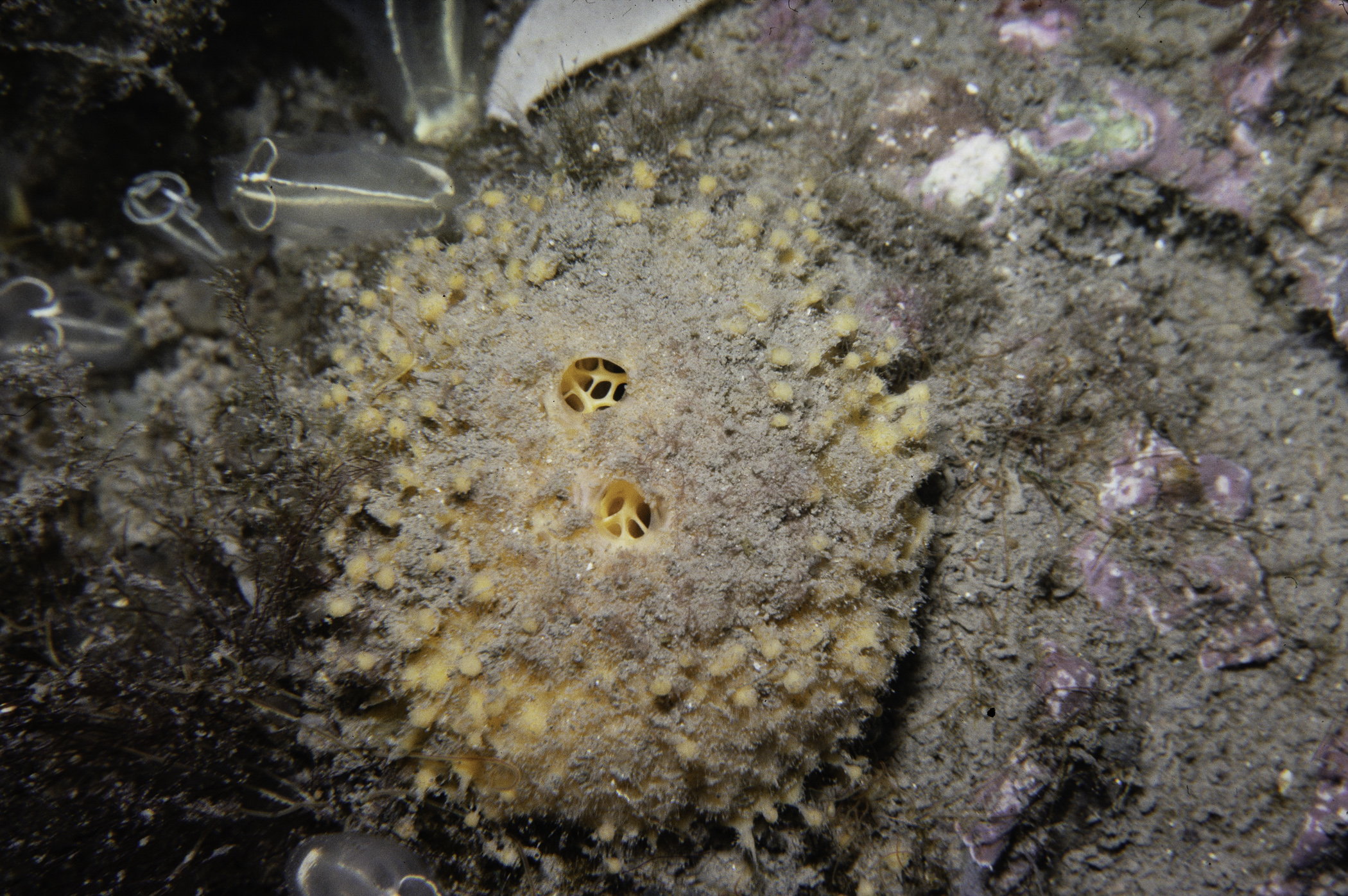 Tethya citrina, Clavelina lepadiformis. Site: Colin Rock, Strangford Lough. 