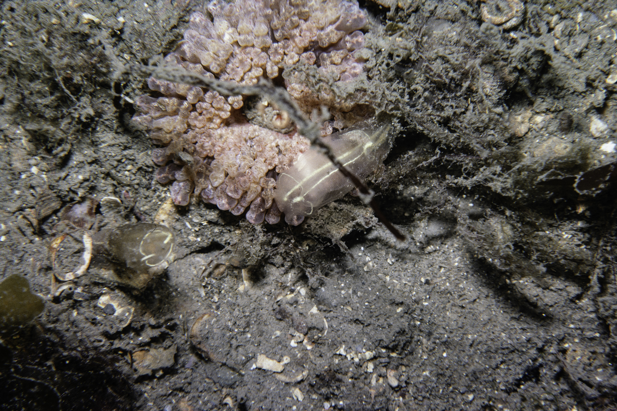 Capnea sanguinea, Clavelina lepadiformis. Site: Colin Rock, Strangford Lough. 