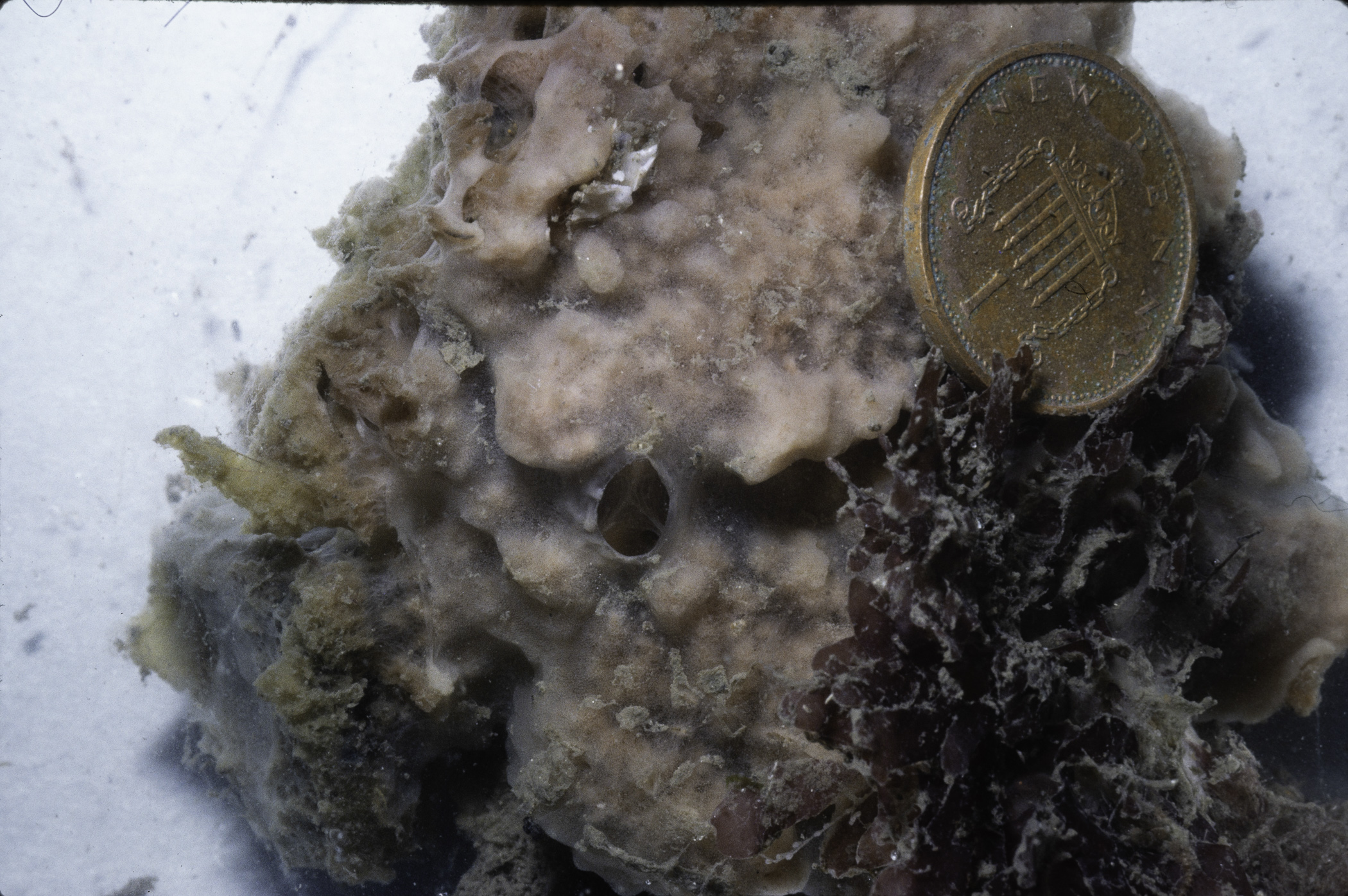 Myxilla rosacea. Site: Colin Rock, Strangford Lough. 