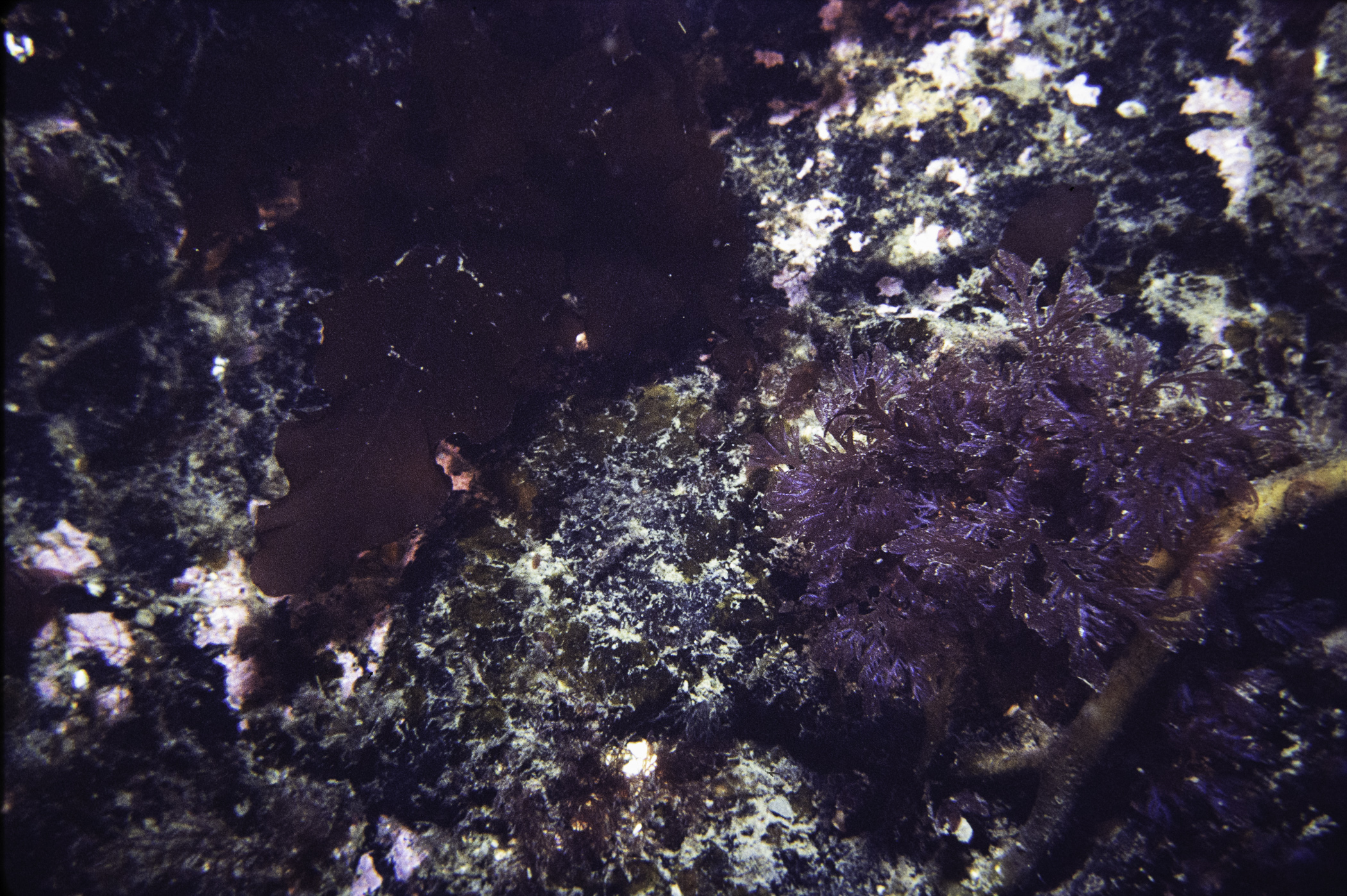 Delesseria sanguinea, Plocamium cartilagineum. Site: SE of St.John's Point. 