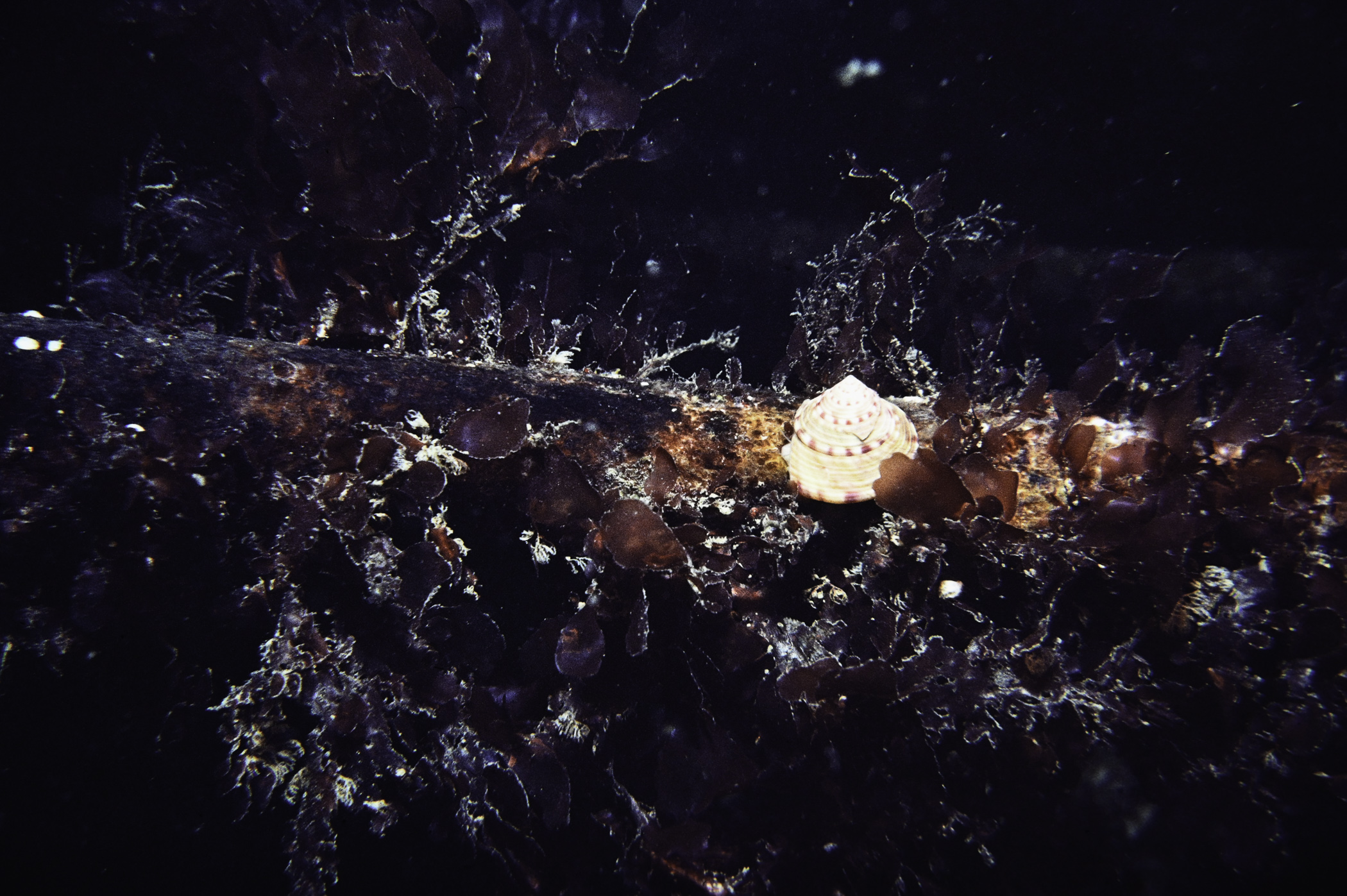 Calliostoma zizyphinum. Site: SE of Killard Point. 