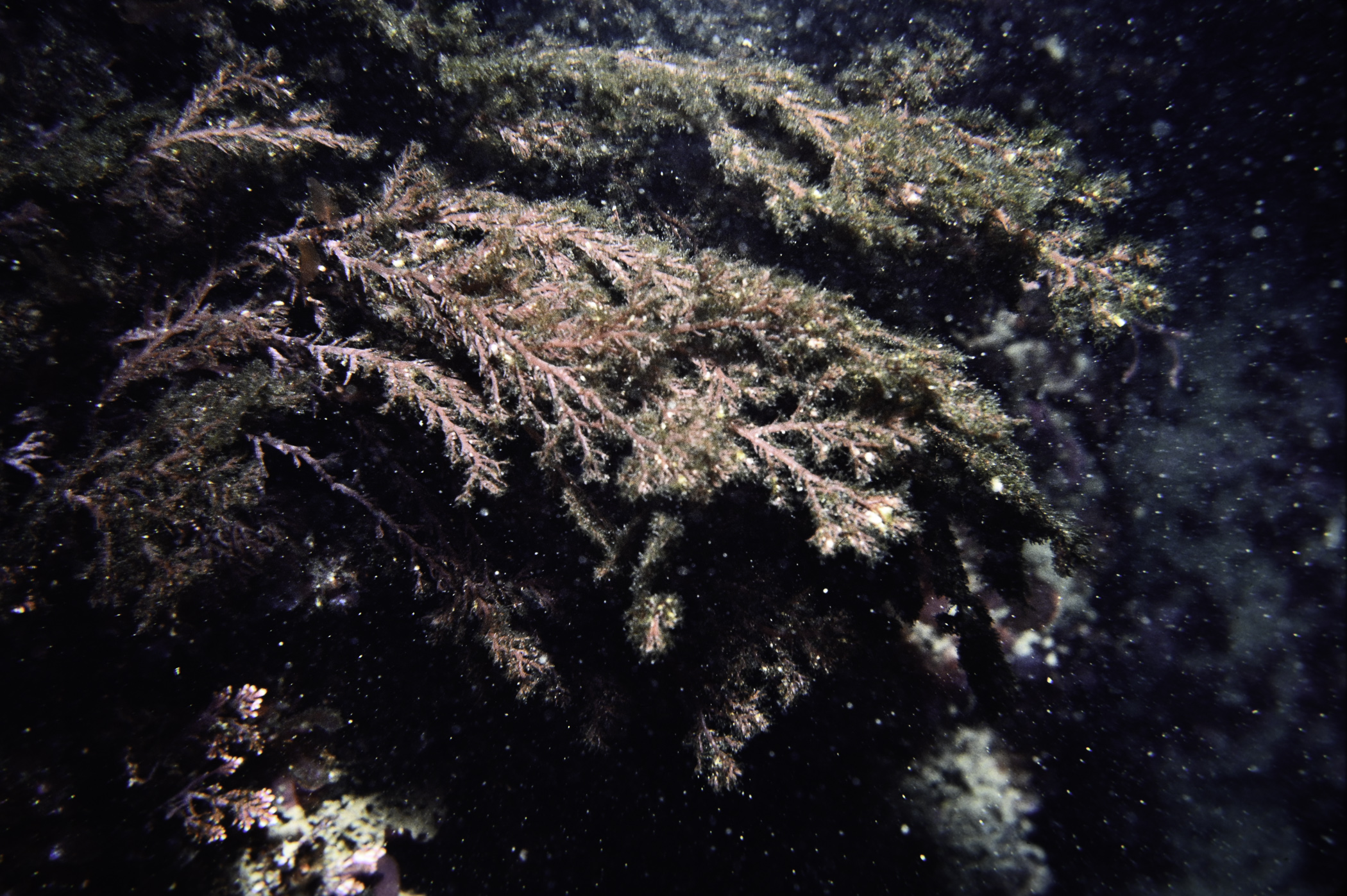 Corallina officinalis. Site: W Larry Bane Head, Ballintoy. 