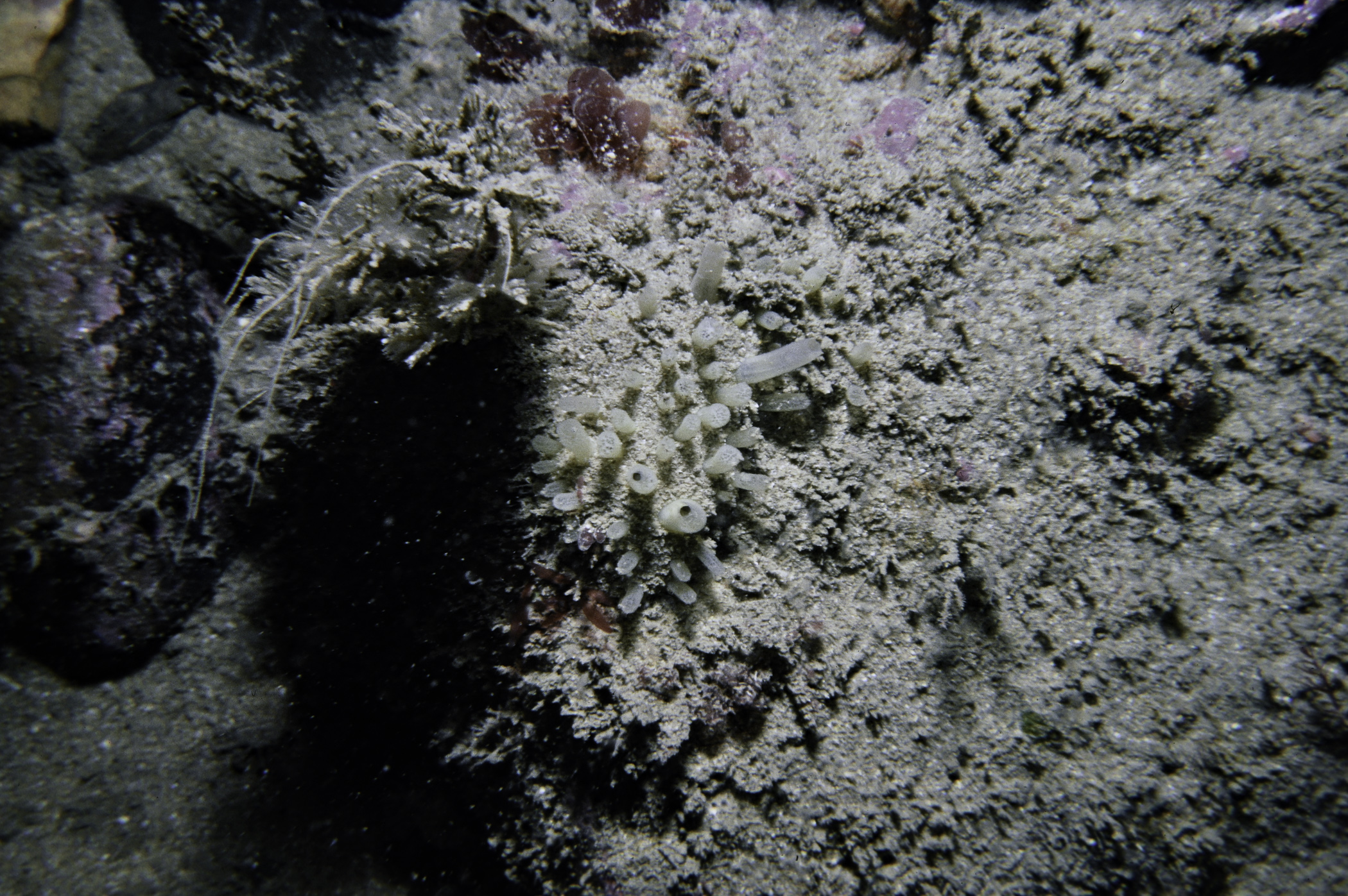 Polymastia penicillus. Site: N of Otter Rock, Gid Point. 