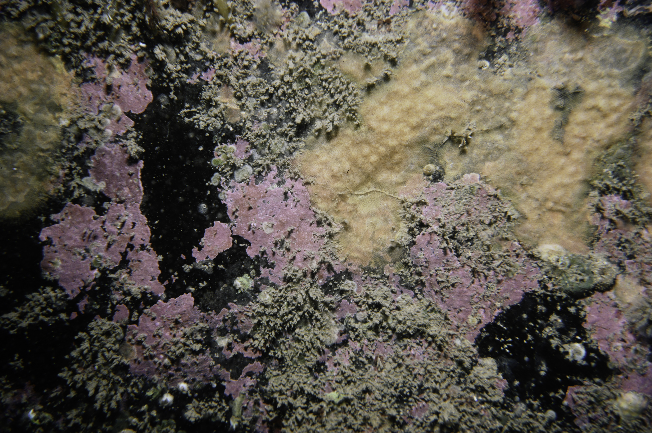 Parasmittina trispinosa. Site: N of Otter Rock, Gid Point. 