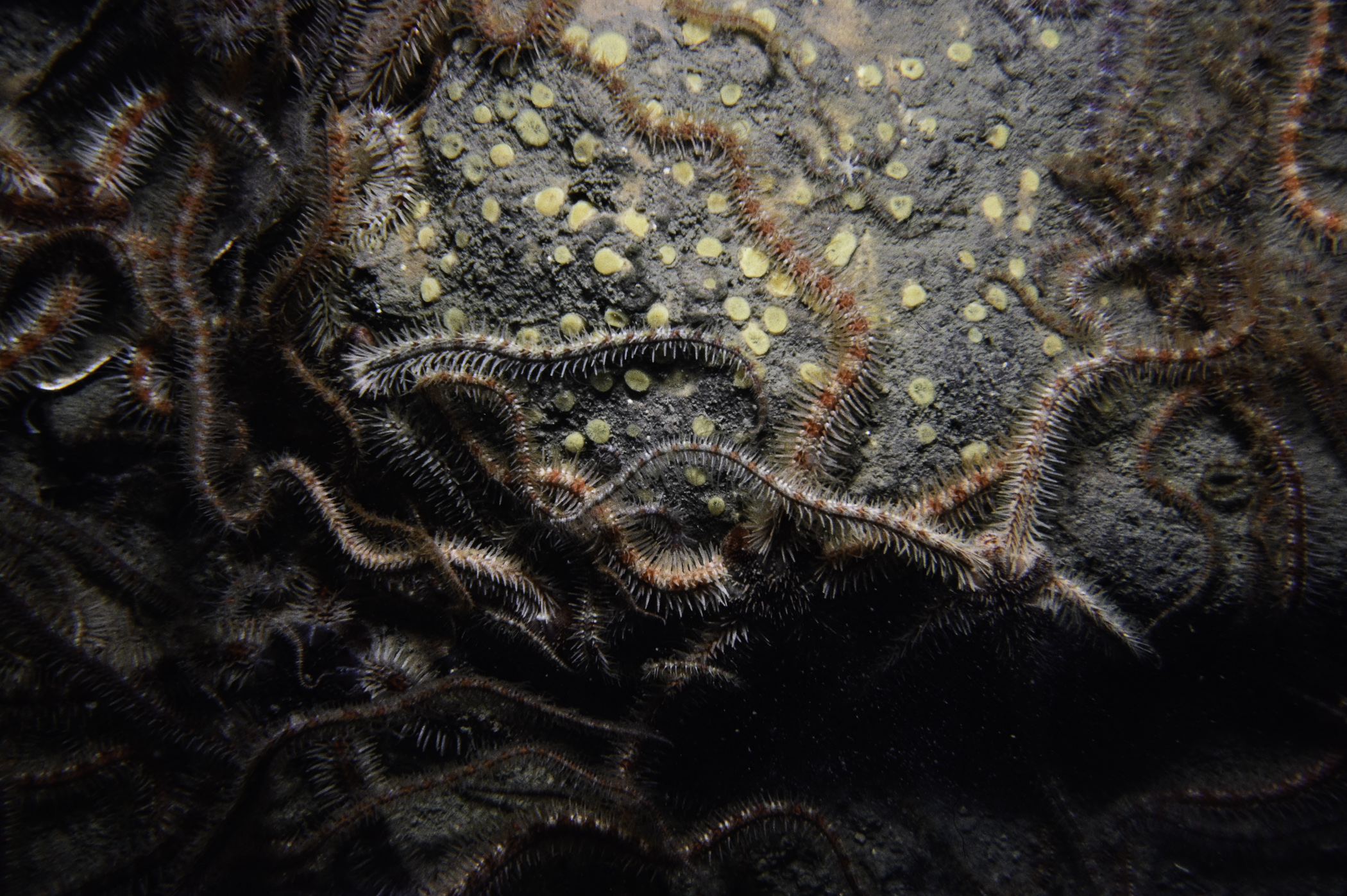 Cliona celata, Ophiothrix fragilis. Site: W of Colin Rock, Strangford Lough. 