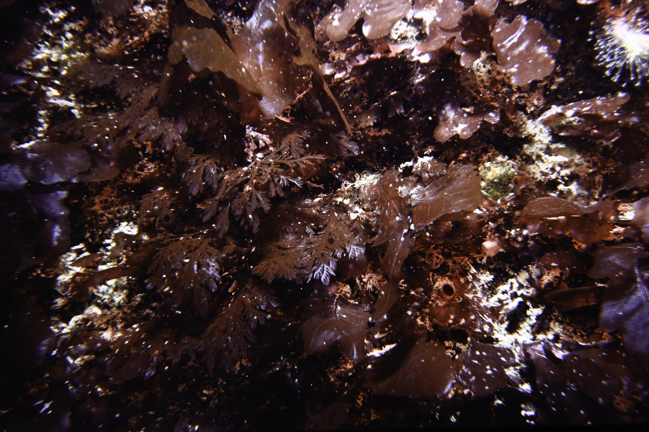 Delesseria sanguinea, Plocamium cartilagineum. Site: NE of Farganlack Point, Rathlin Is. 