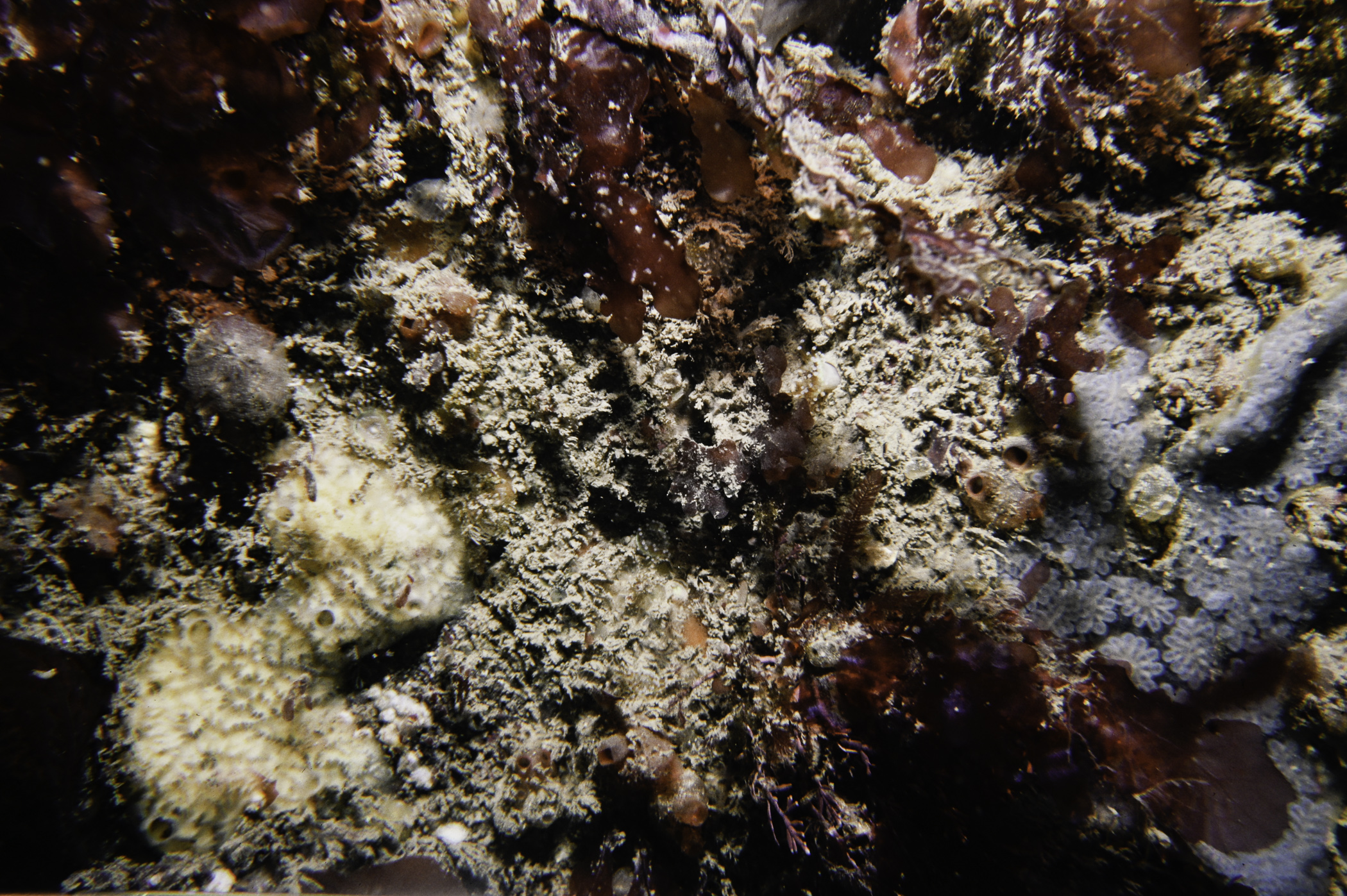 Myxilla incrustans, Delesseria sanguinea, Botryllus sp.. Site: NE of Farganlack Point, Rathlin Is. 