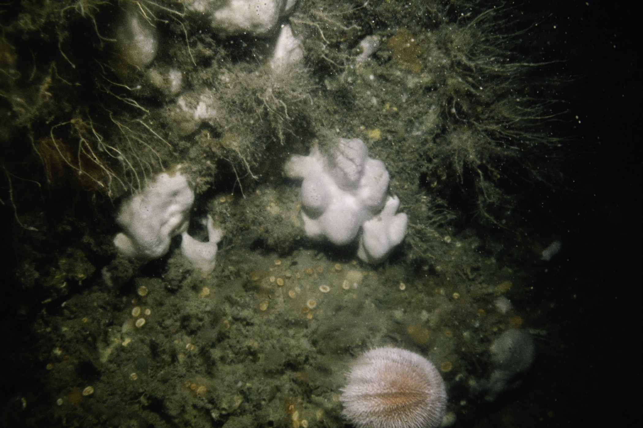 Pachymatisma johnstonia, Caryophyllia smithii, Tubularia indivisa, Ectopleura larynx, Echinus esculentus. Site: NE of Farganlack Point, Rathlin Is. 