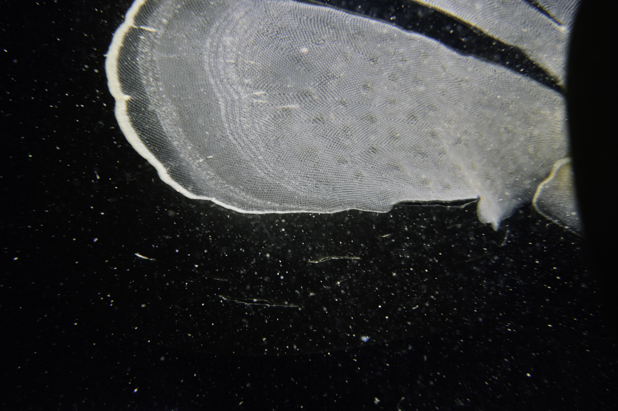 Membranipora membranacea. Site: NW of Derginan Point, Rathlin Is. 