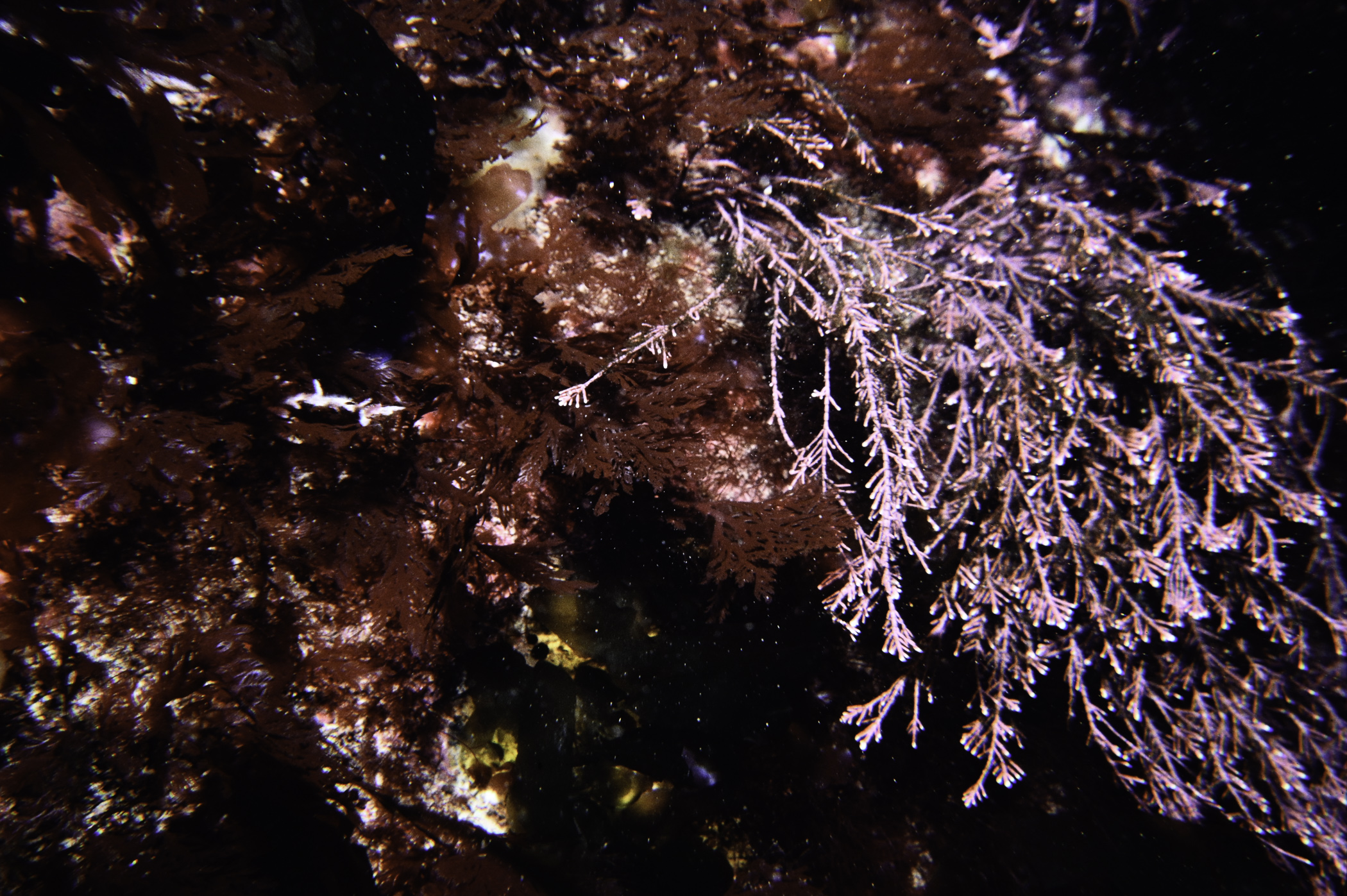 Corallina officinalis, Plocamium cartilagineum. Site: NW of Derginan Point, Rathlin Is. 
