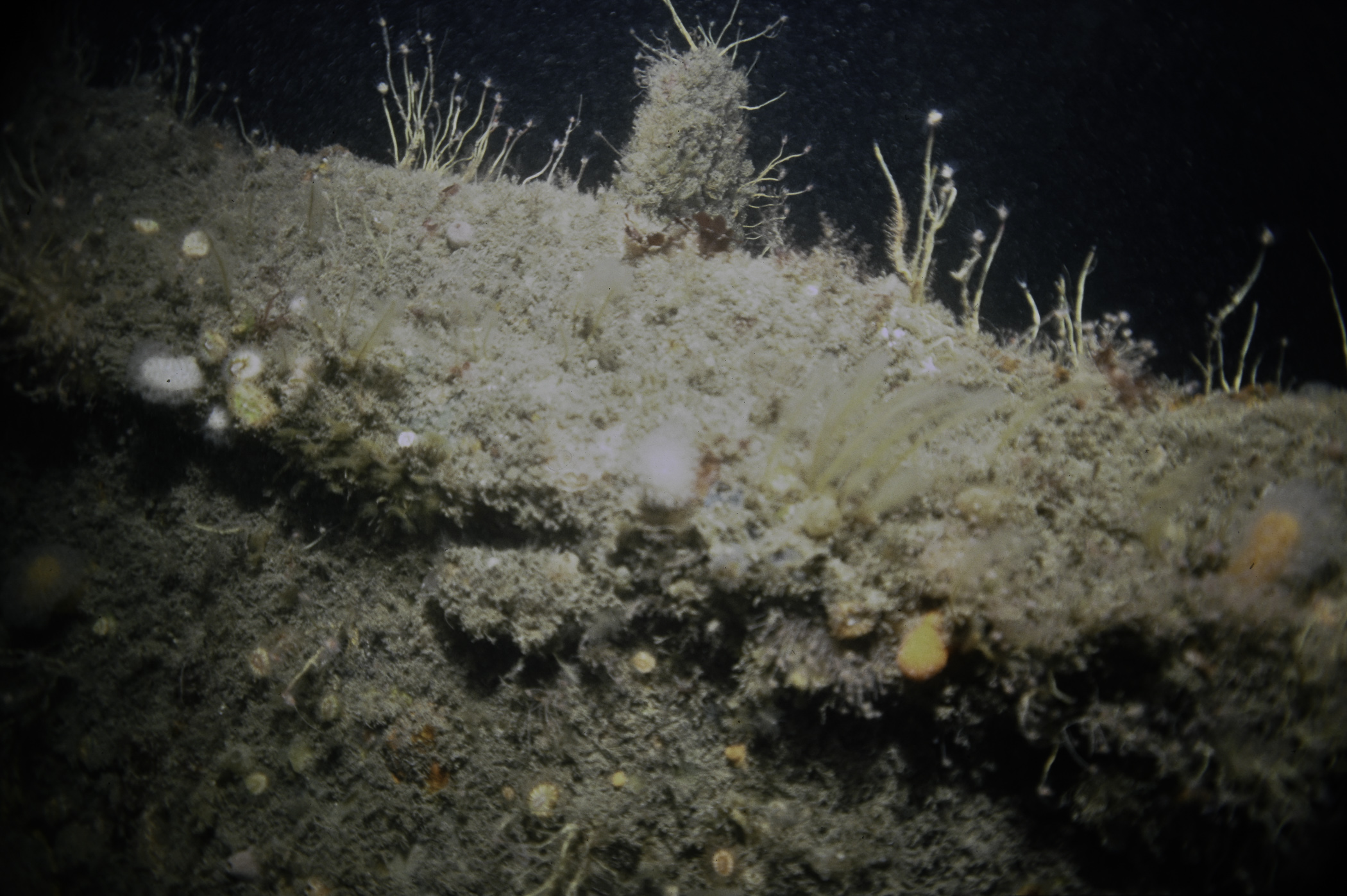 Alcyonium digitatum, Caryophyllia smithii, Tubularia indivisa, Nemertesia antennina. Site: Wreck of The Lochgary, Rathlin Is. 