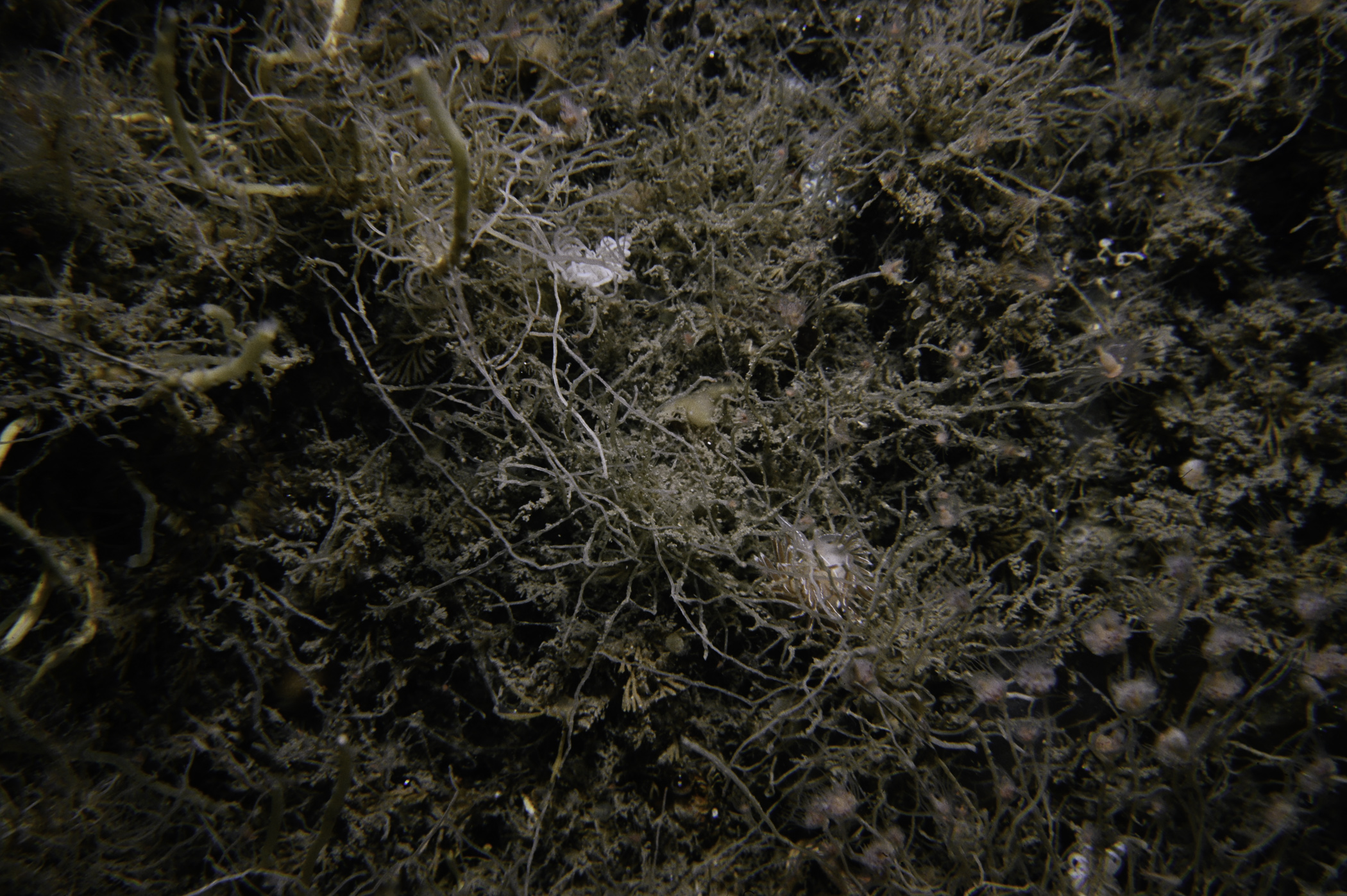 Tubularia indivisa, Coryphella lineata, Caberea ellisii. Site: Wreck of The Lochgary, Rathlin Is. 