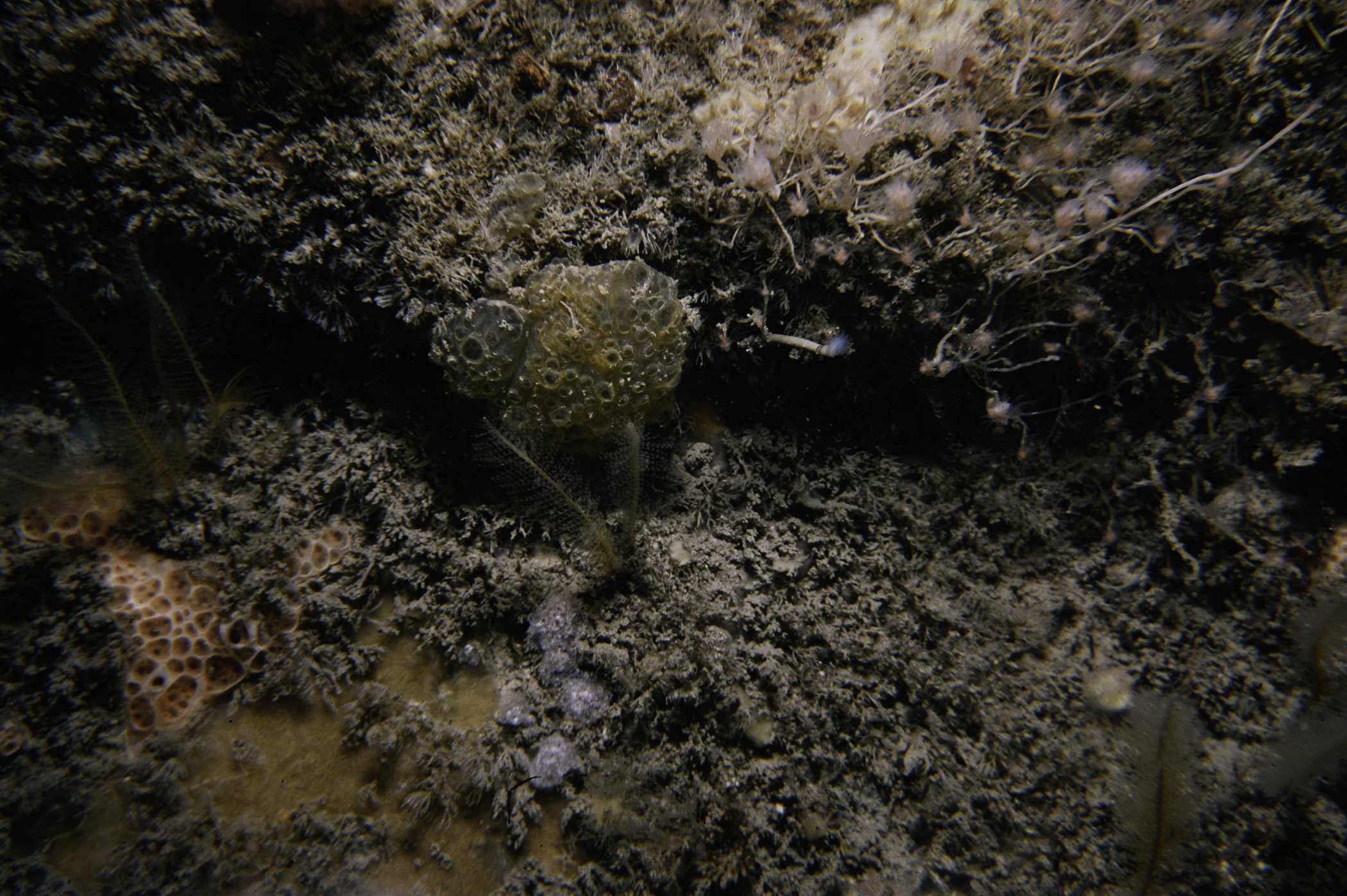 Hemimycale columella, Tubularia indivisa, Nemertesia antennina, Distaplia rosea, Polyclinum aurantium. Site: Wreck of The Lochgary, Rathlin Is. 