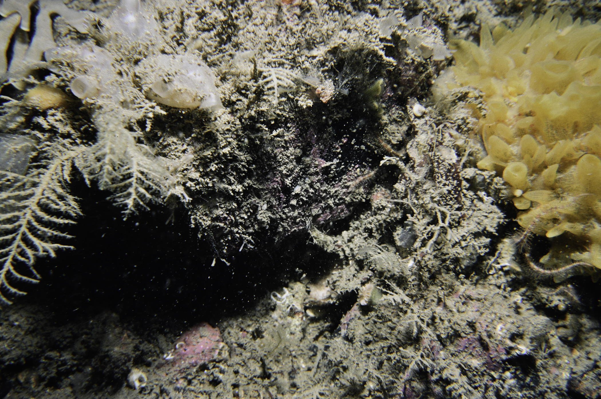 Polymastia boletiformis, Halecium sp., Polycarpa sp.. Site: NE of Ushet Point, Rathlin Is. 