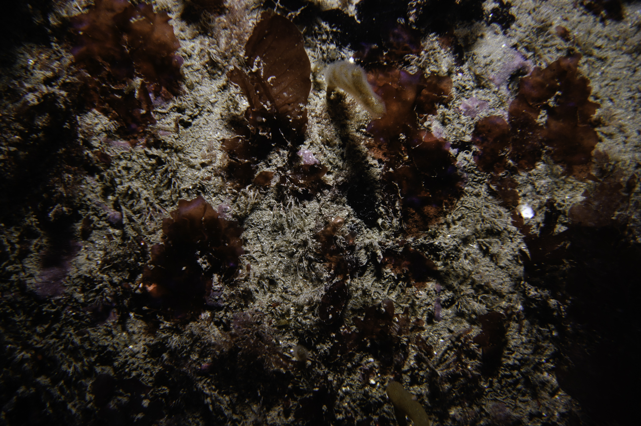 Alcyonidium diaphanum, Delesseria sanguinea, Drachiella spectabilis. Site: W of Church Bay, Rathlin Is. 