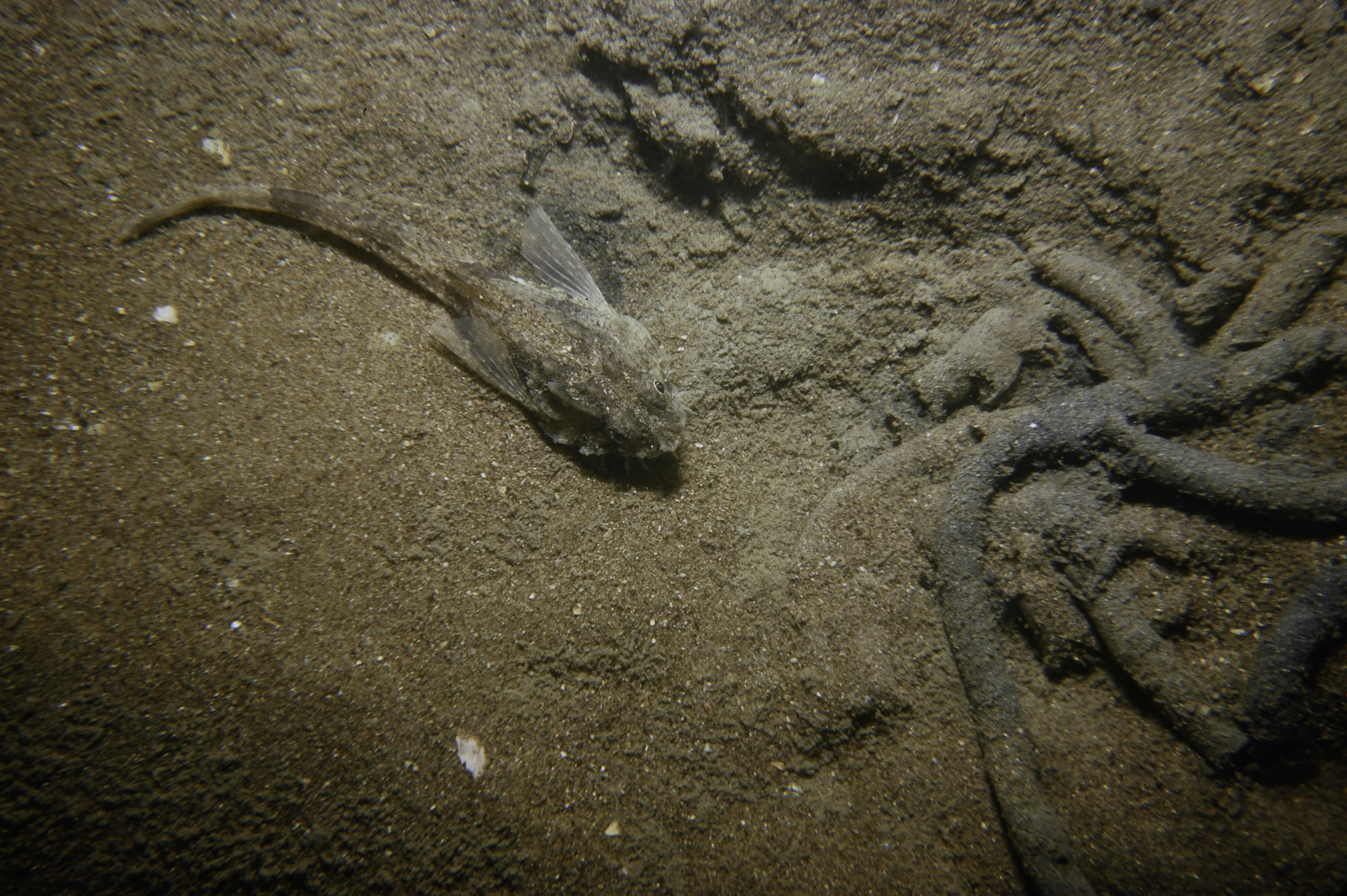 Agonus cataphractus. Site: East Channel, Lough Foyle. 