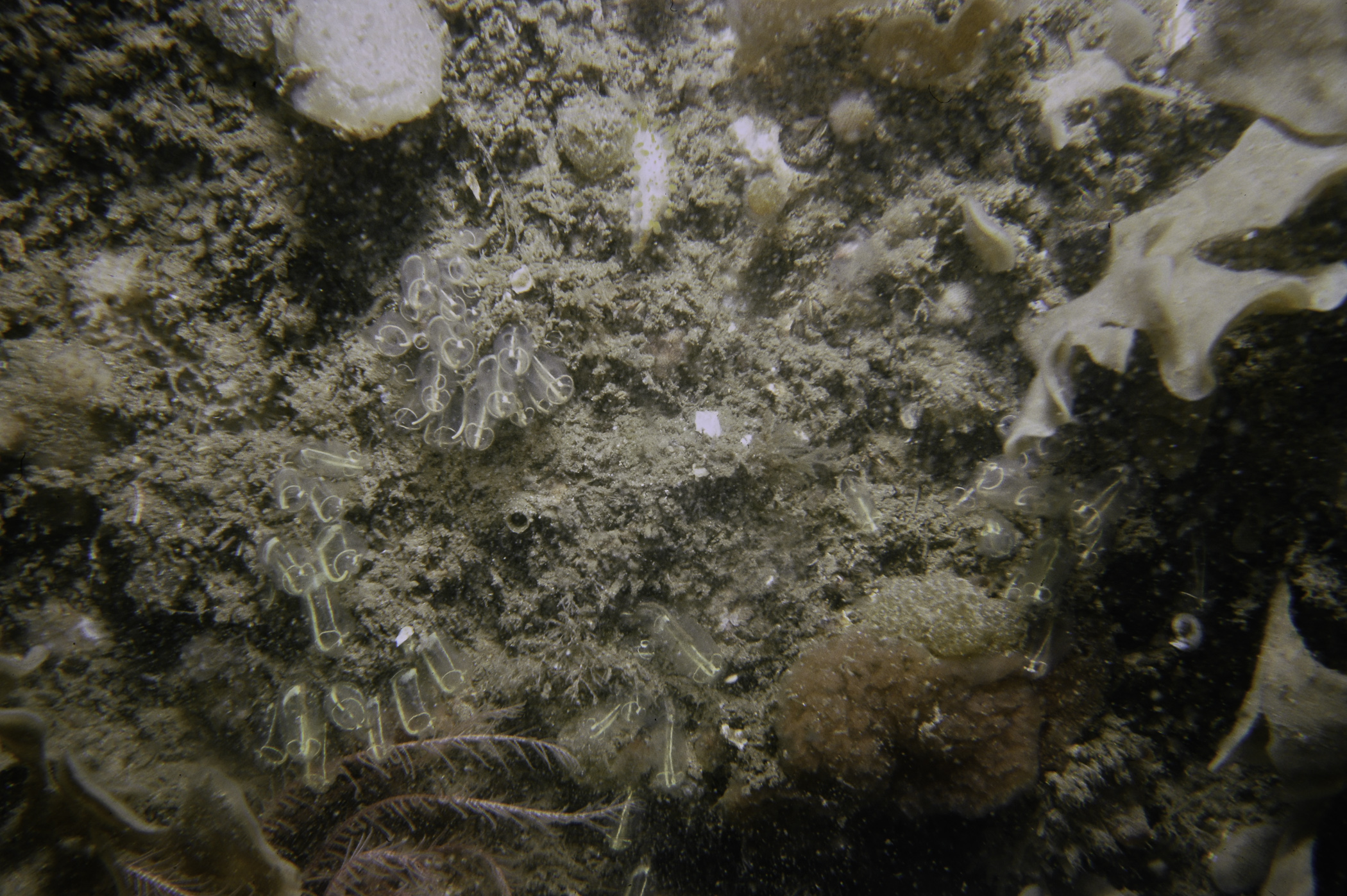 Flustra foliacea, Antedon bifida, Clavelina lepadiformis. Site: Colaways Rock, N Channel, Lough Foyle. 