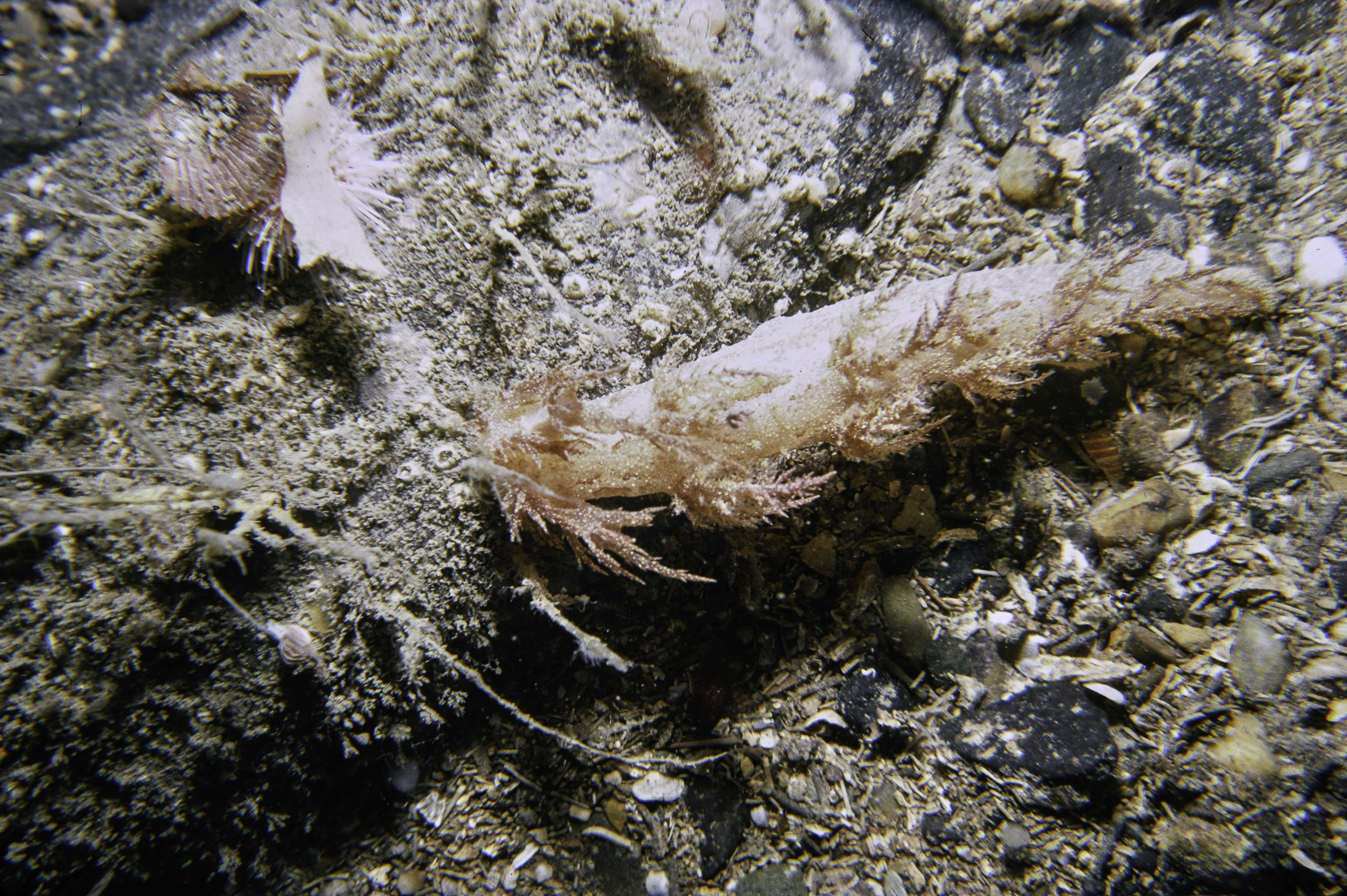 Dendronotus europaeus. Site: The Gobbins, Island Magee. 