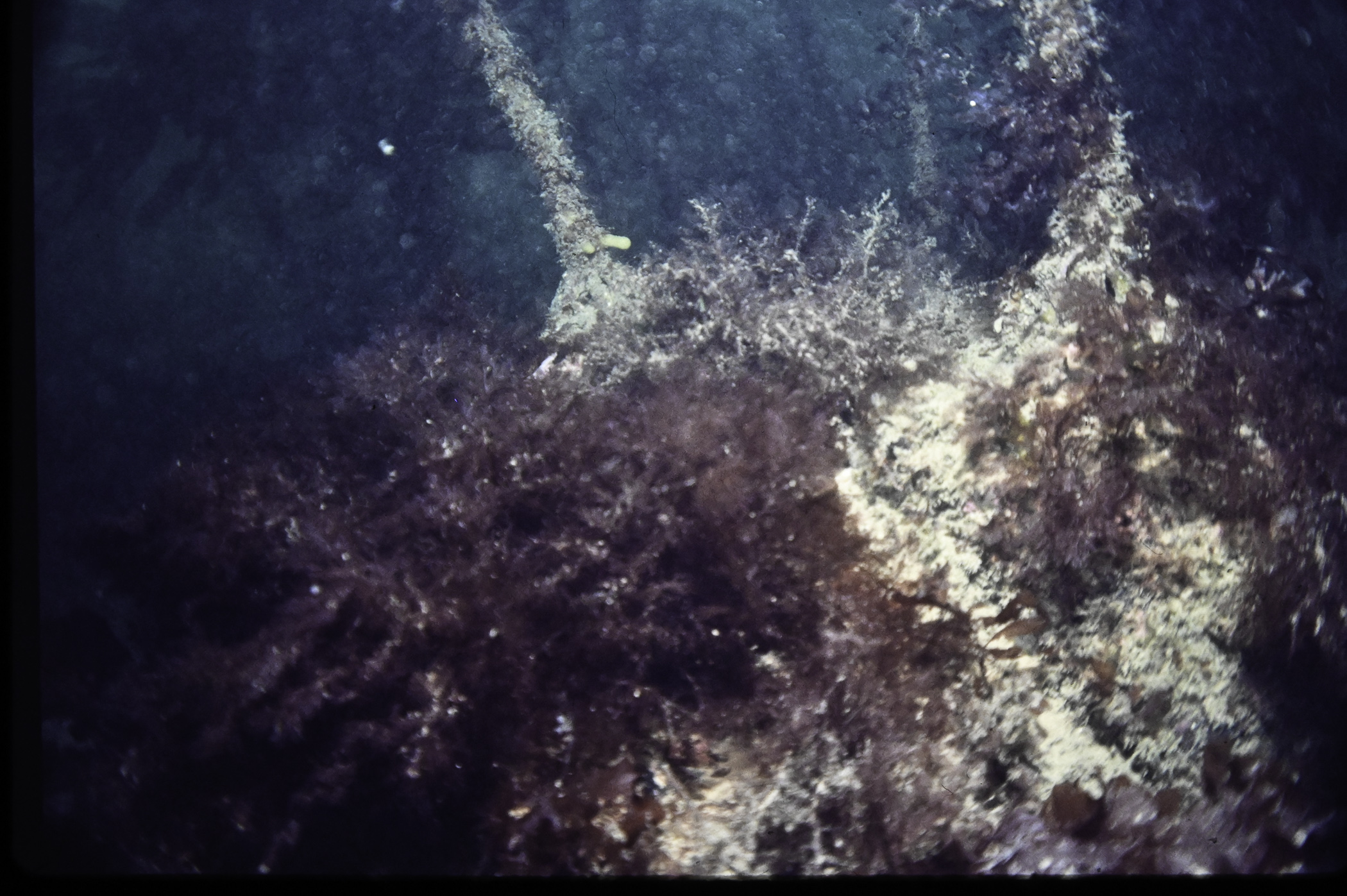Laminaria hyperborea. Site: The Gobbins, Island Magee. 