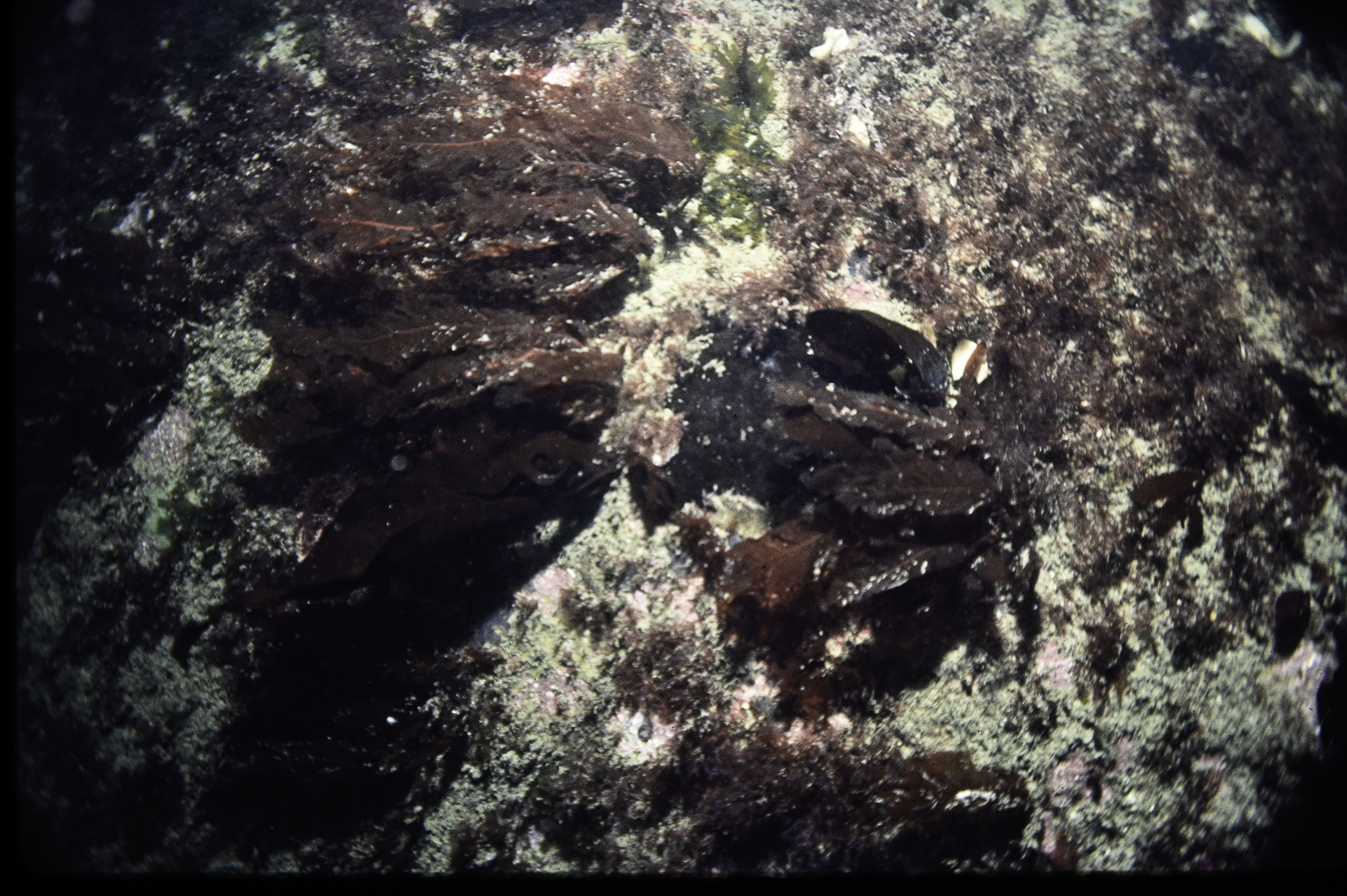 Delesseria sanguinea. Site: The Gobbins, Island Magee. 