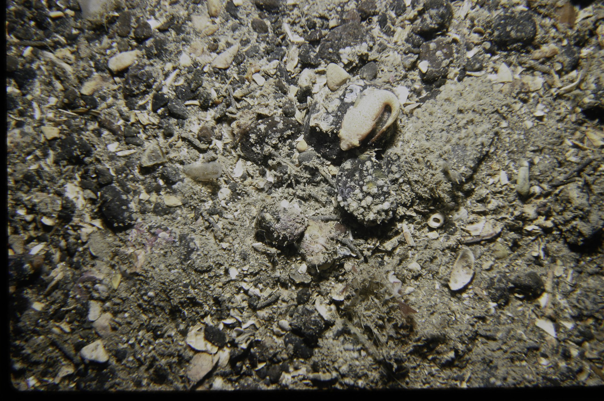 Diplecogaster bimaculata. Site: NE of White Cliffs, Port Muck. 