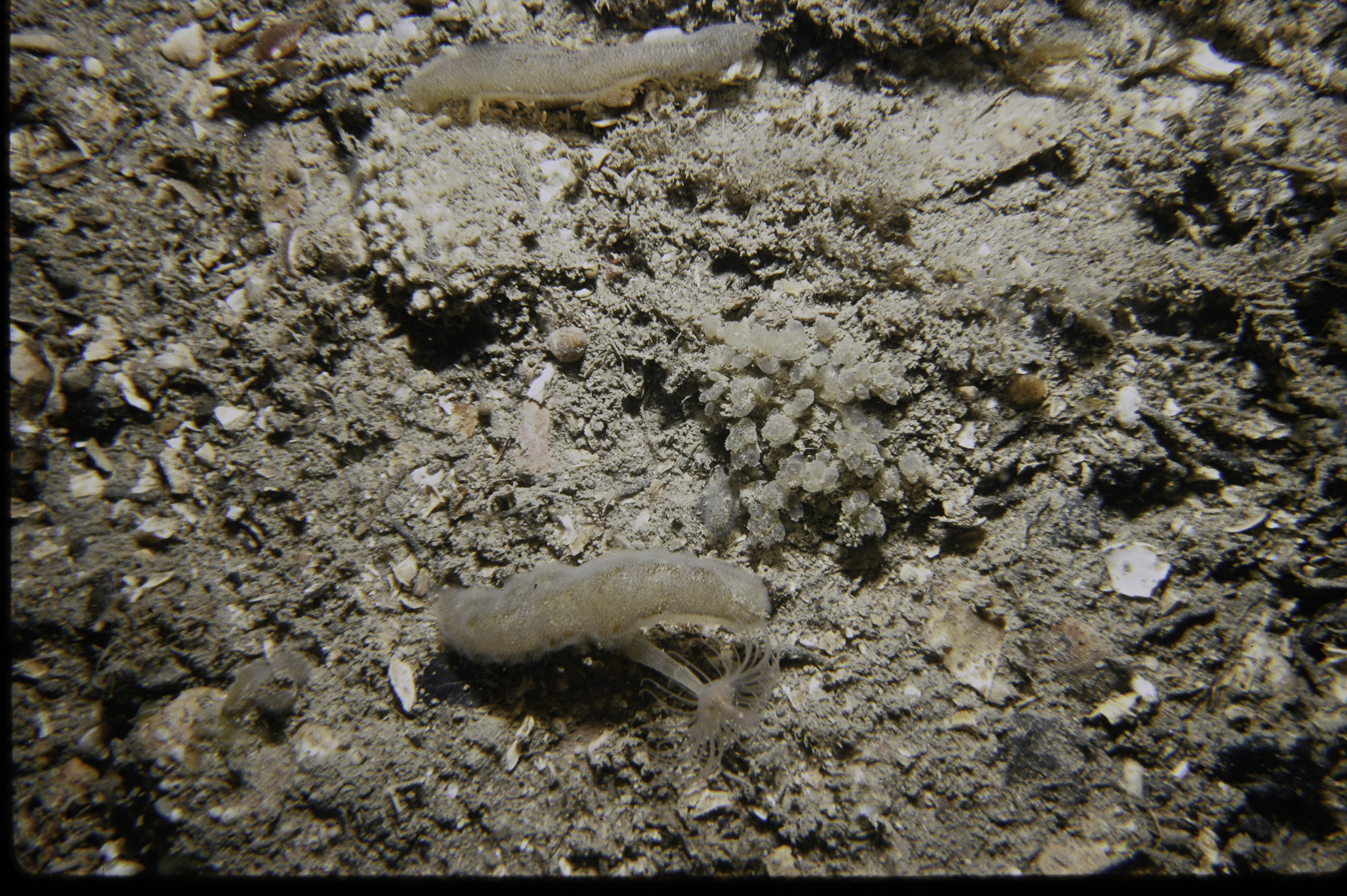 Corymorpha nutans, Alcyonidium diaphanum, Archidistoma aggregatum. Site: NE of White Cliffs, Port Muck. 