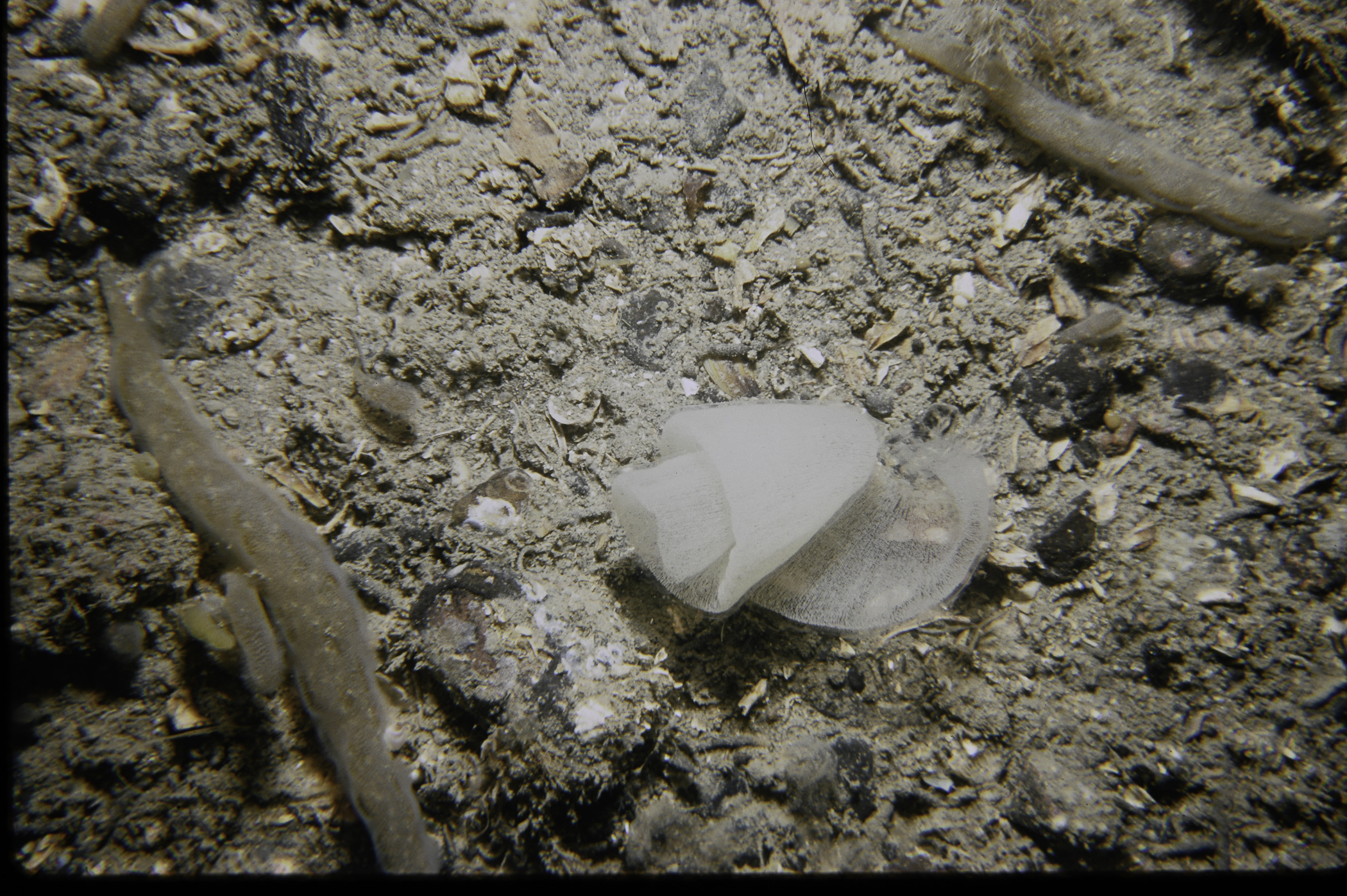 Alcyonidium diaphanum, Pleurobranchus membranaceus. Site: NE of White Cliffs, Port Muck. 