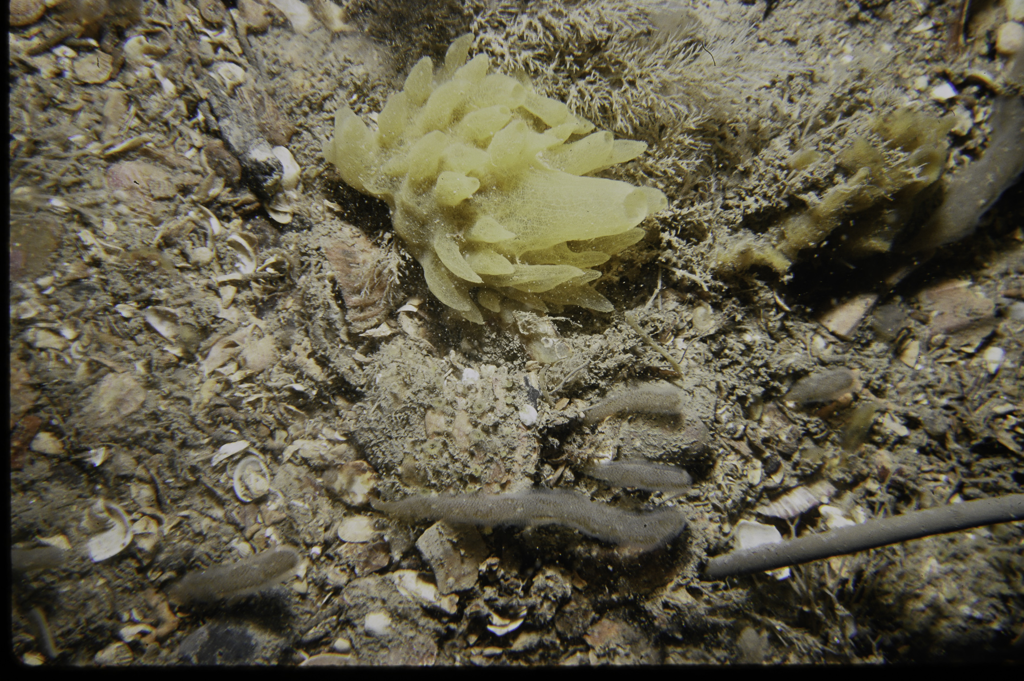 Polymastia boletiformis, Alcyonidium diaphanum, Eucratea loricata. Site: NE of White Cliffs, Port Muck. 