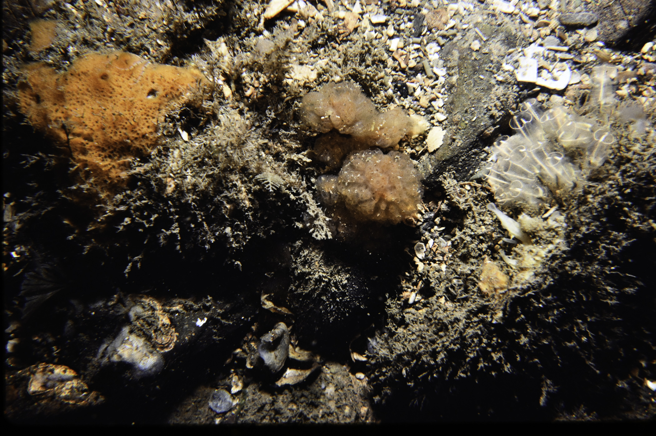 Amphilectus fucorum, Morchellium argus, Clavelina lepadiformis. Site: W of Vidal Rock, Carlingford Lough. 