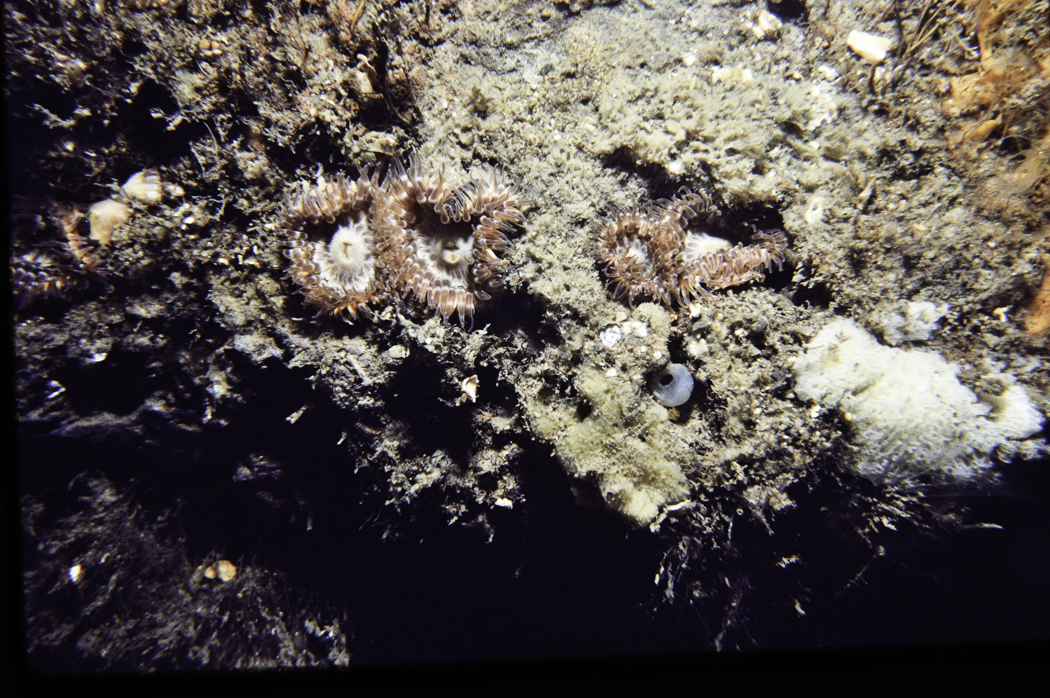 Clathrina coriacea, Cylista elegans. Site: Blockhouse Is, Carlingford Lough. 