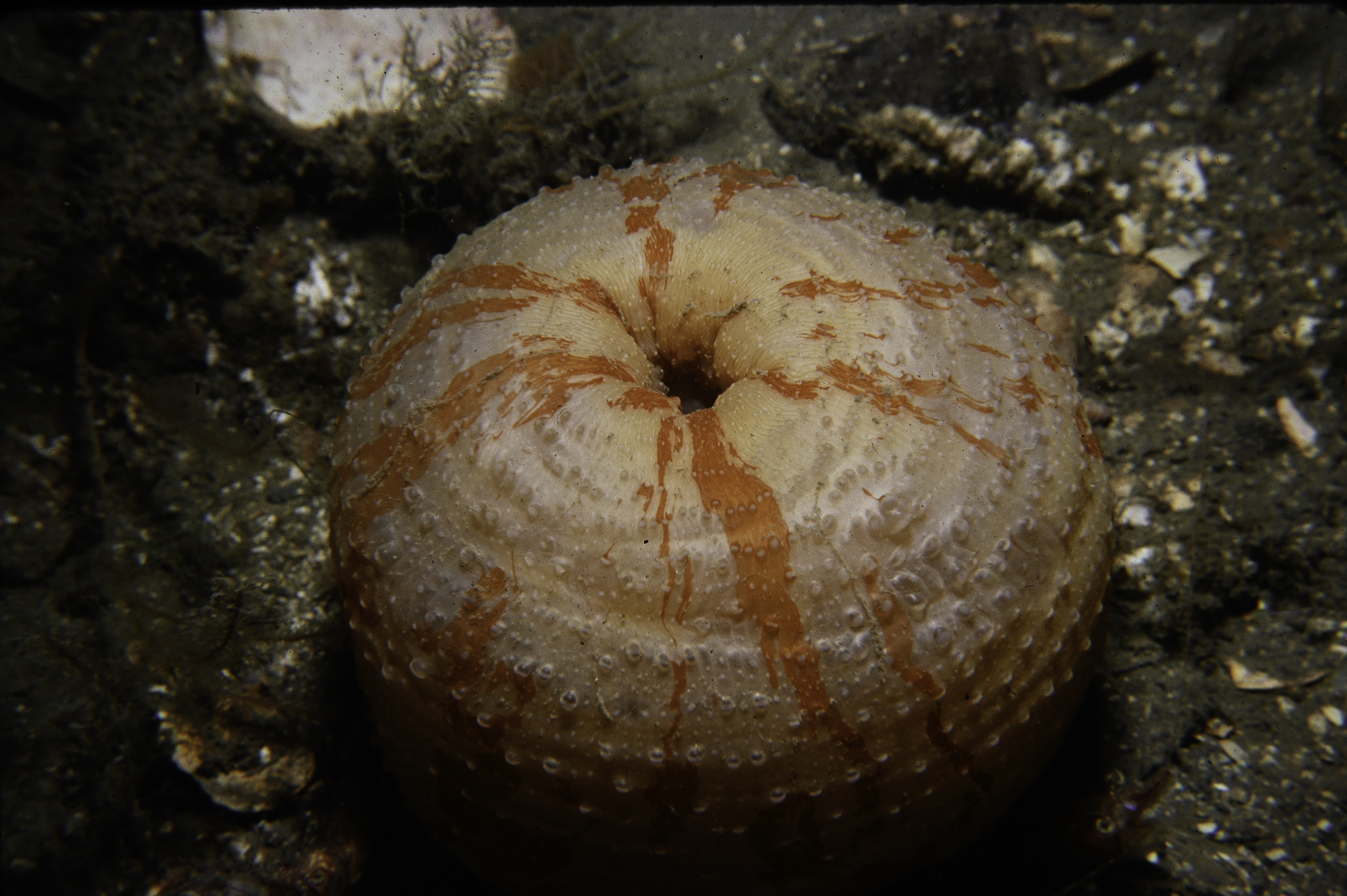 Urticina eques. Site: Town Rock, Killyleagh, Strangford Lough. 