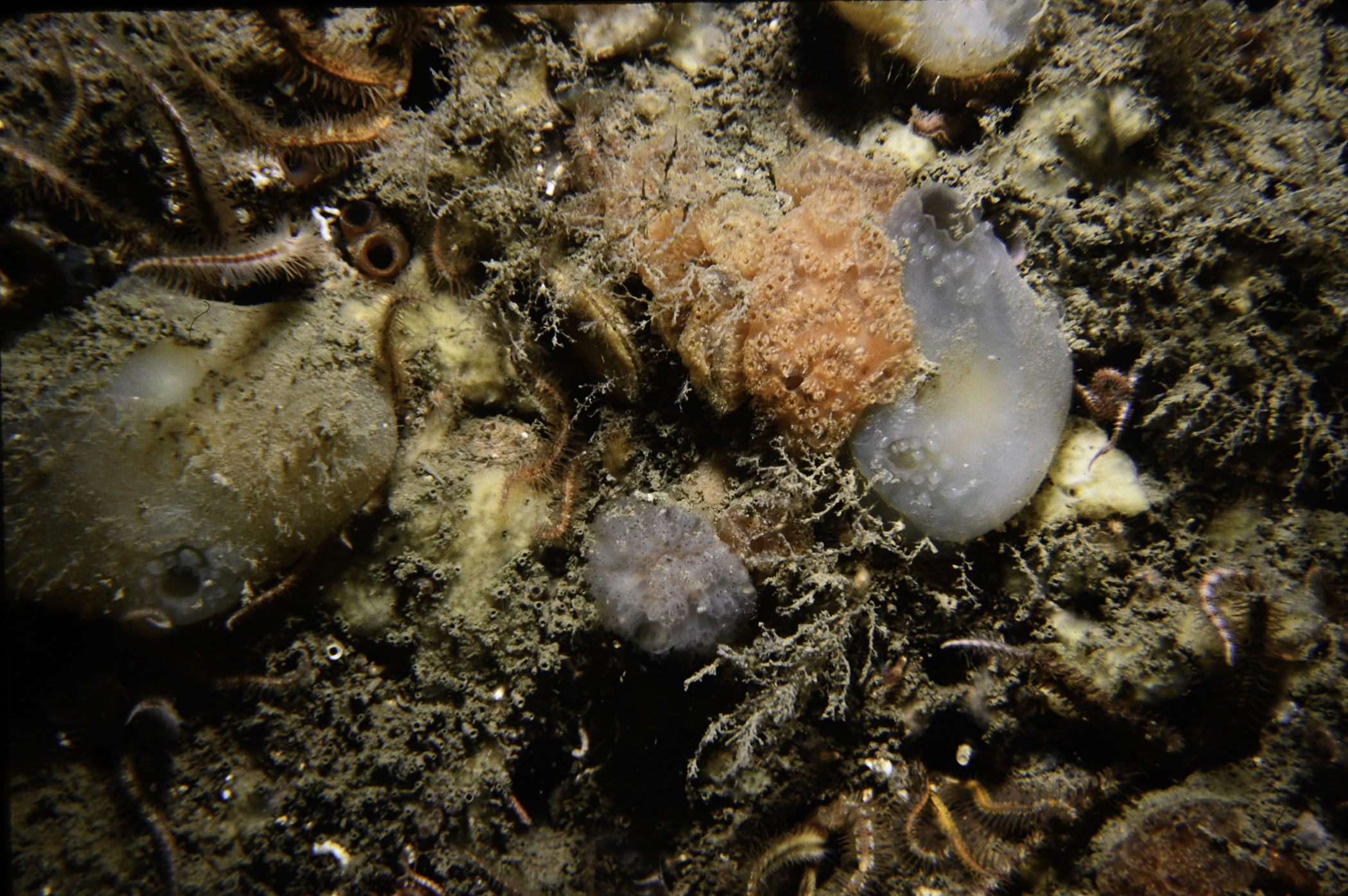 Ophiothrix fragilis, Ascidia mentula, Morchellium argus, Aplidium nordmanni. Site: Holm Bay, Strangford Lough. 