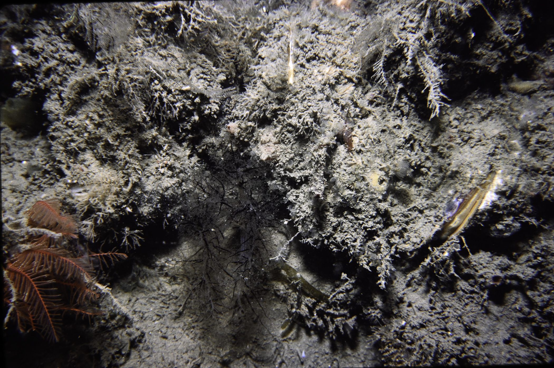 Antedon bifida, Thyone roscovita. Site: E of Black Rock, Strangford Lough. 