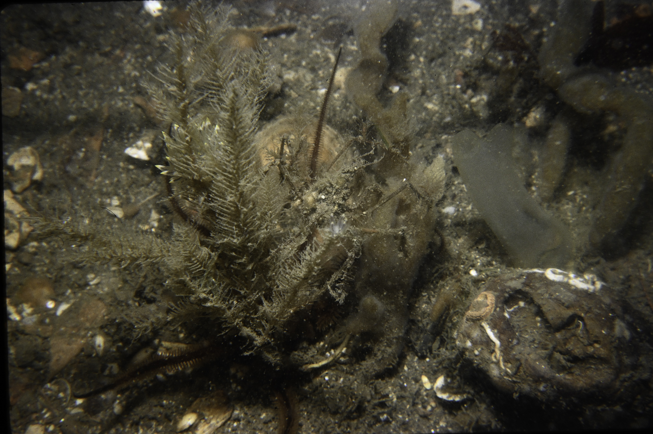 Nemertesia ramosa, Macropodia rostrata, Ophiocomina nigra. Site: Marlfield Bay, Strangford Lough. 