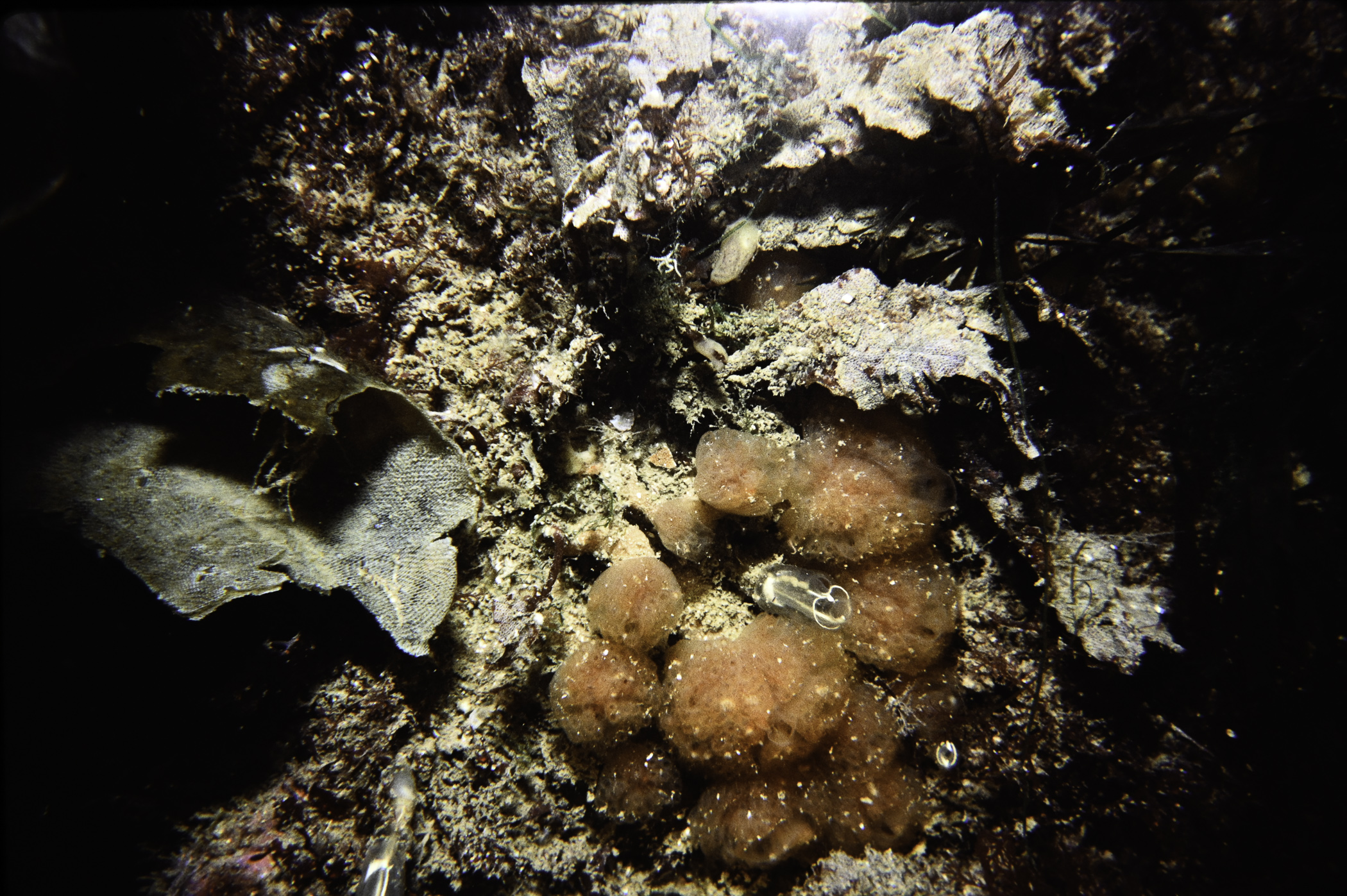 Morchellium argus, Clavelina lepadiformis. Site: Granagh Bay, Strangford Lough. 
